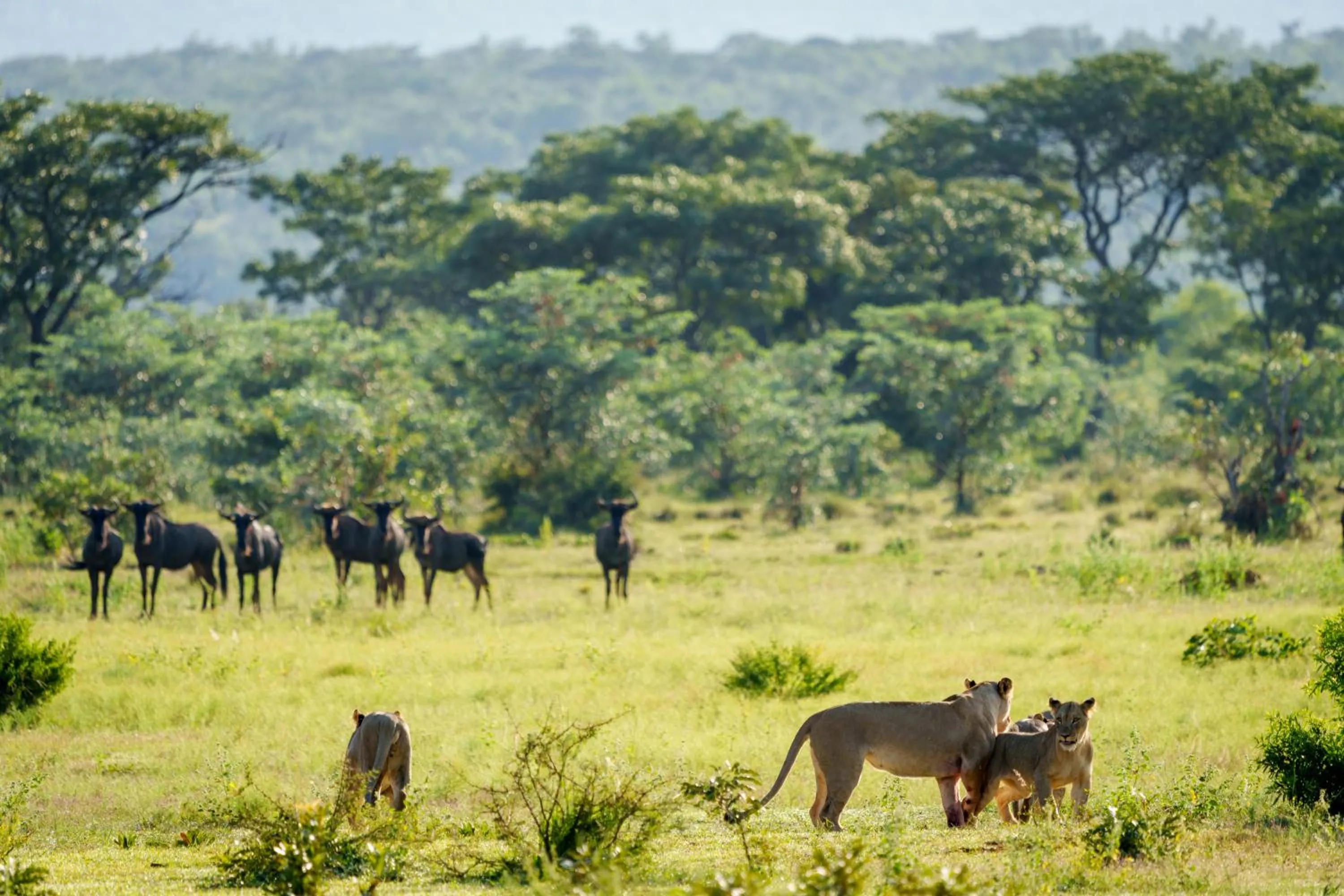 Natural landscape in Elephants Crossing