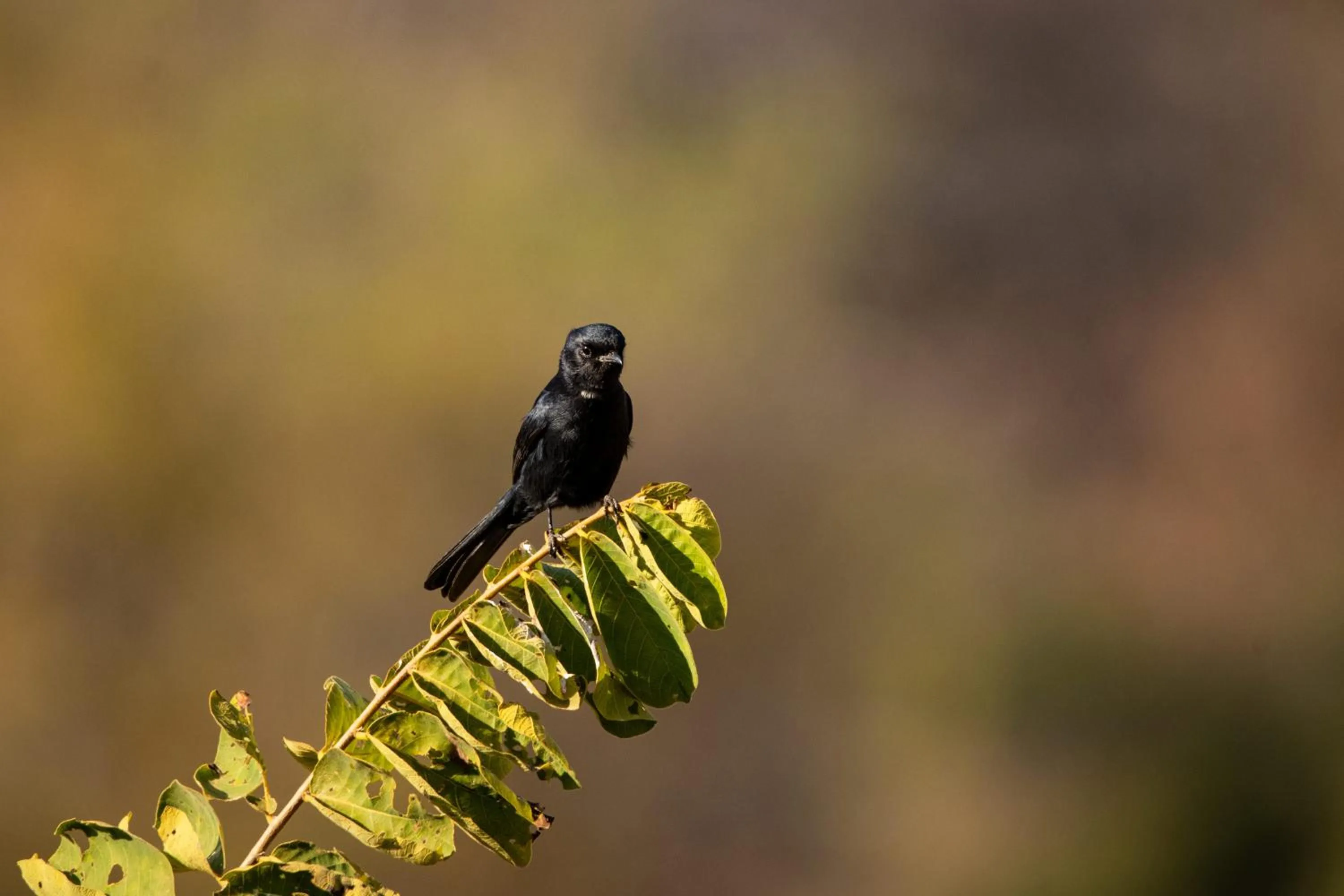 Animals in Elephants Crossing