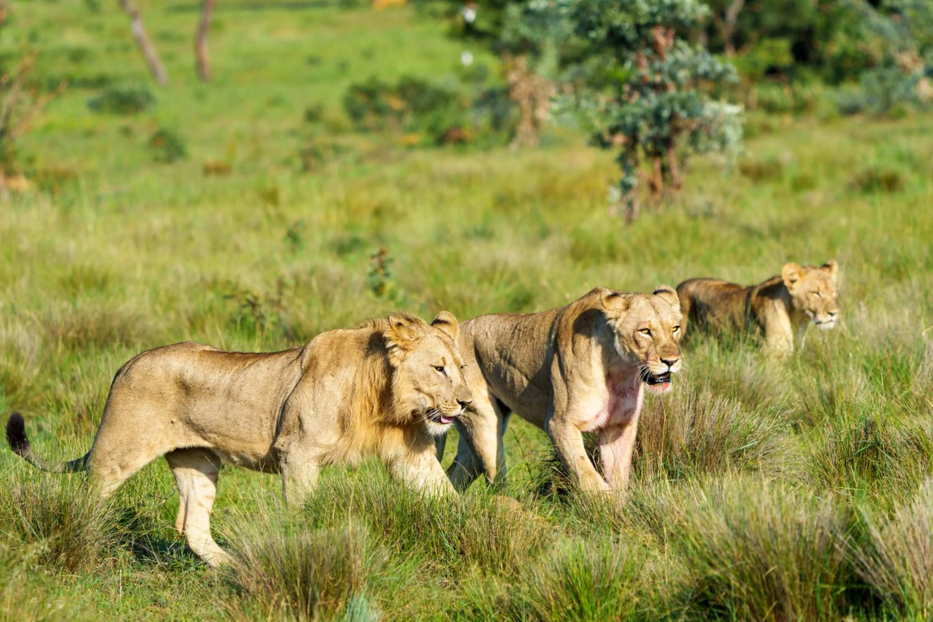 Natural landscape in Elephants Crossing