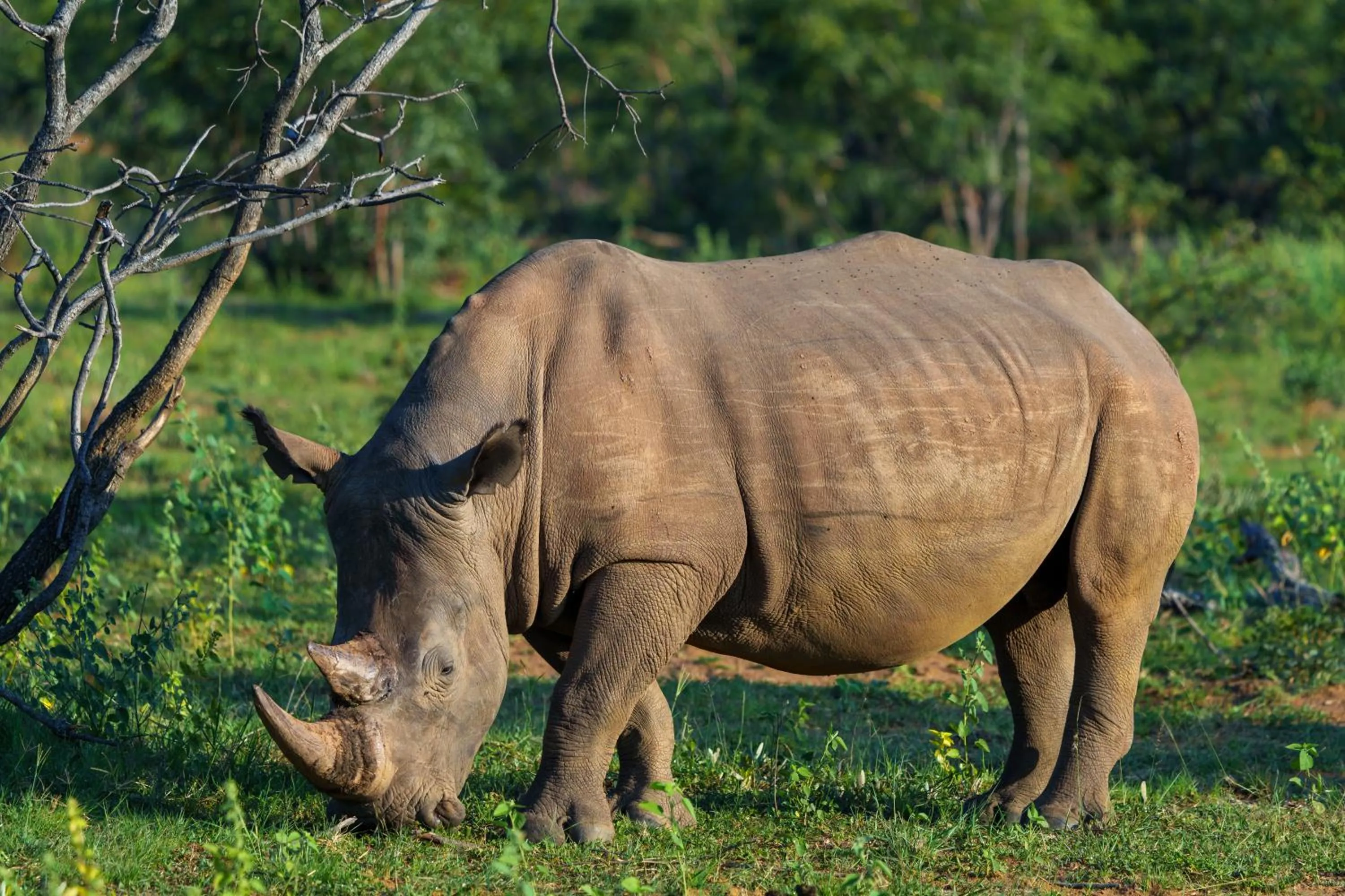 Nearby landmark in Elephants Crossing