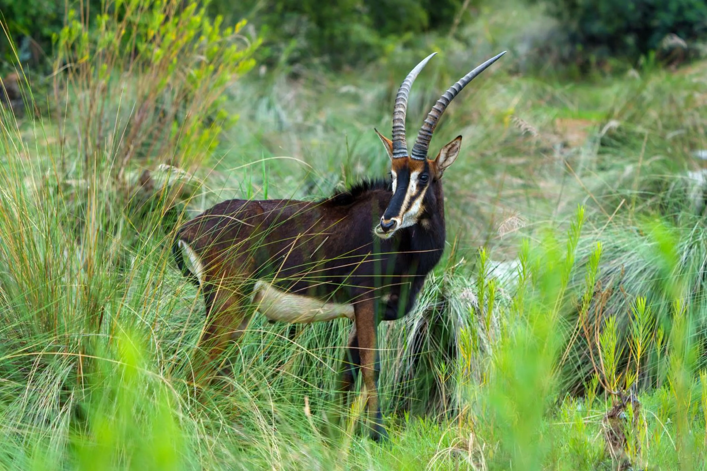 Natural landscape in Elephants Crossing