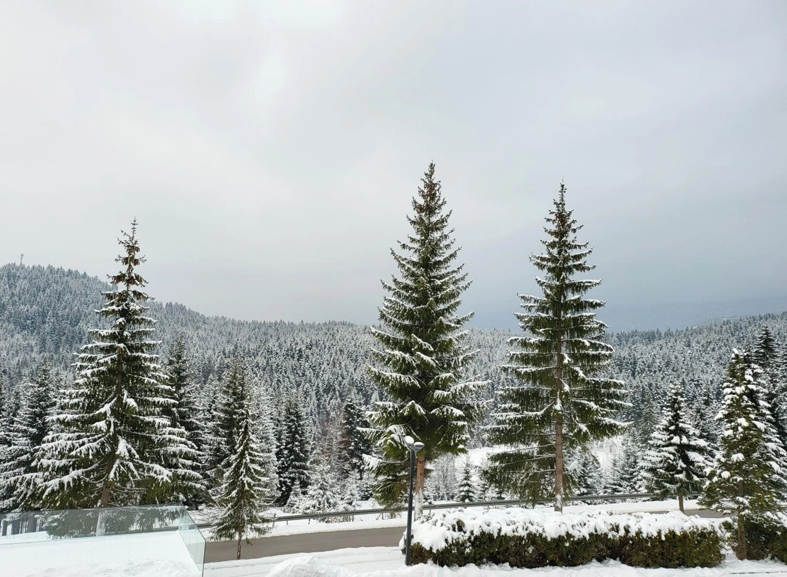 Winter in Hotel Forest
