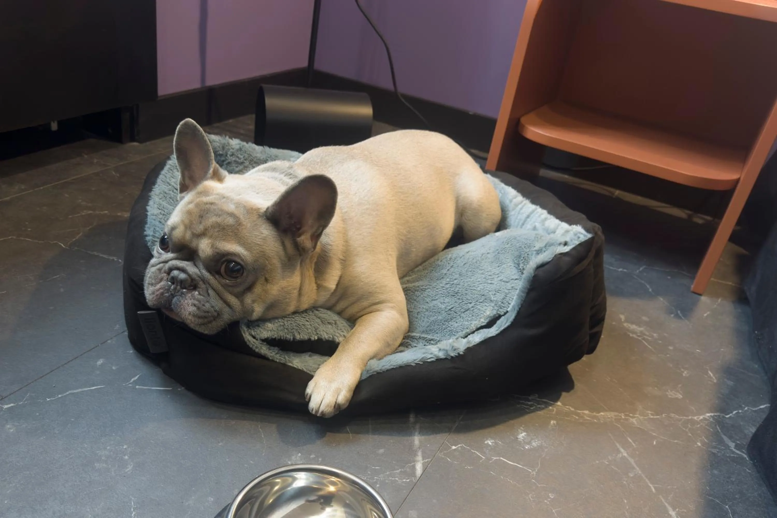 Animals in Casual Eclettico Milano