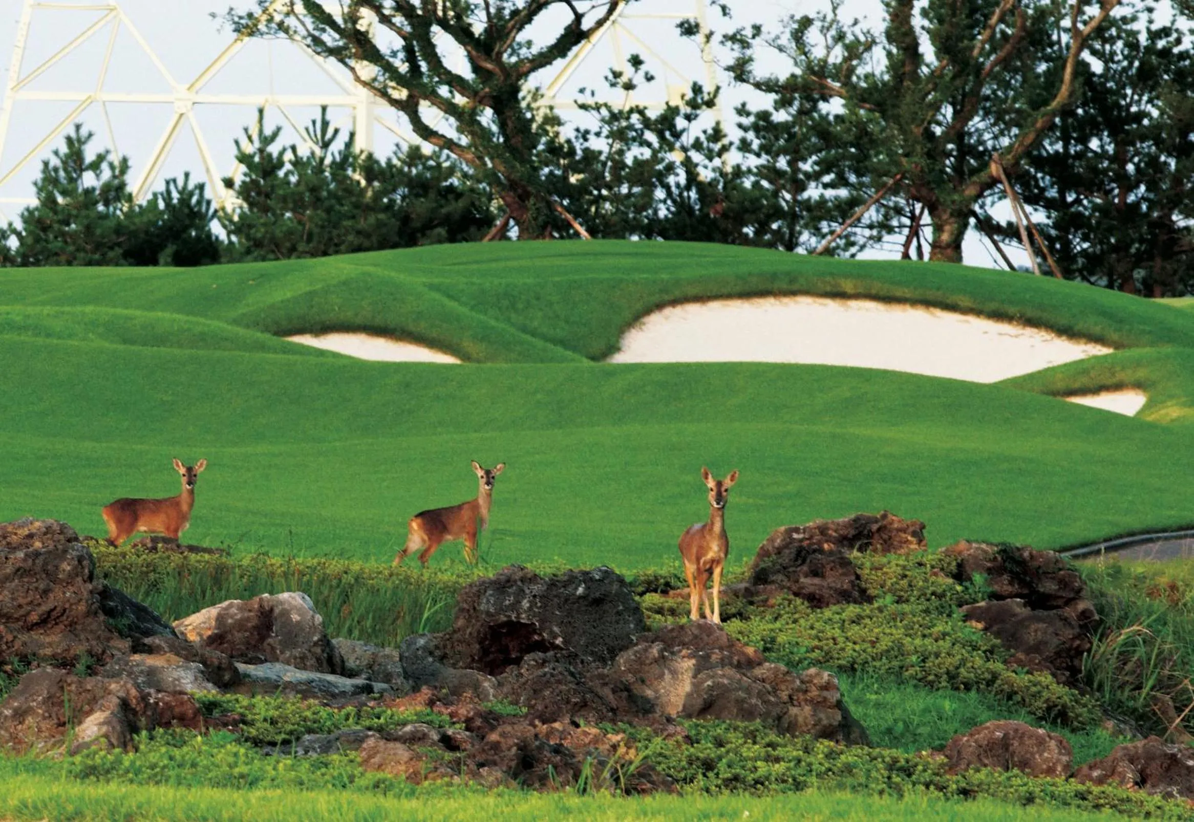 Golfcourse in ArdenHill Resort & Golf