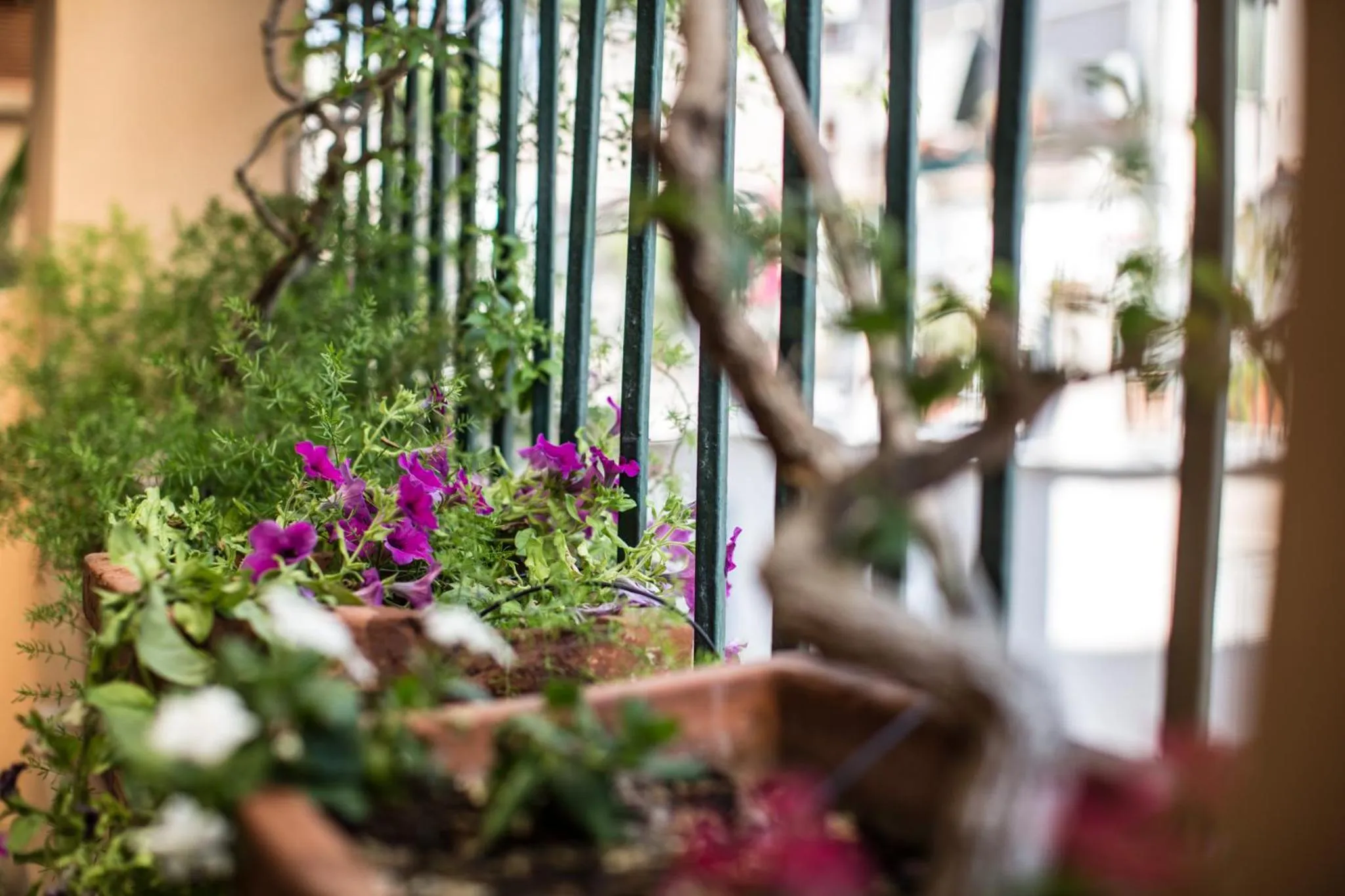 Balcony/Terrace in Hotel Grifo