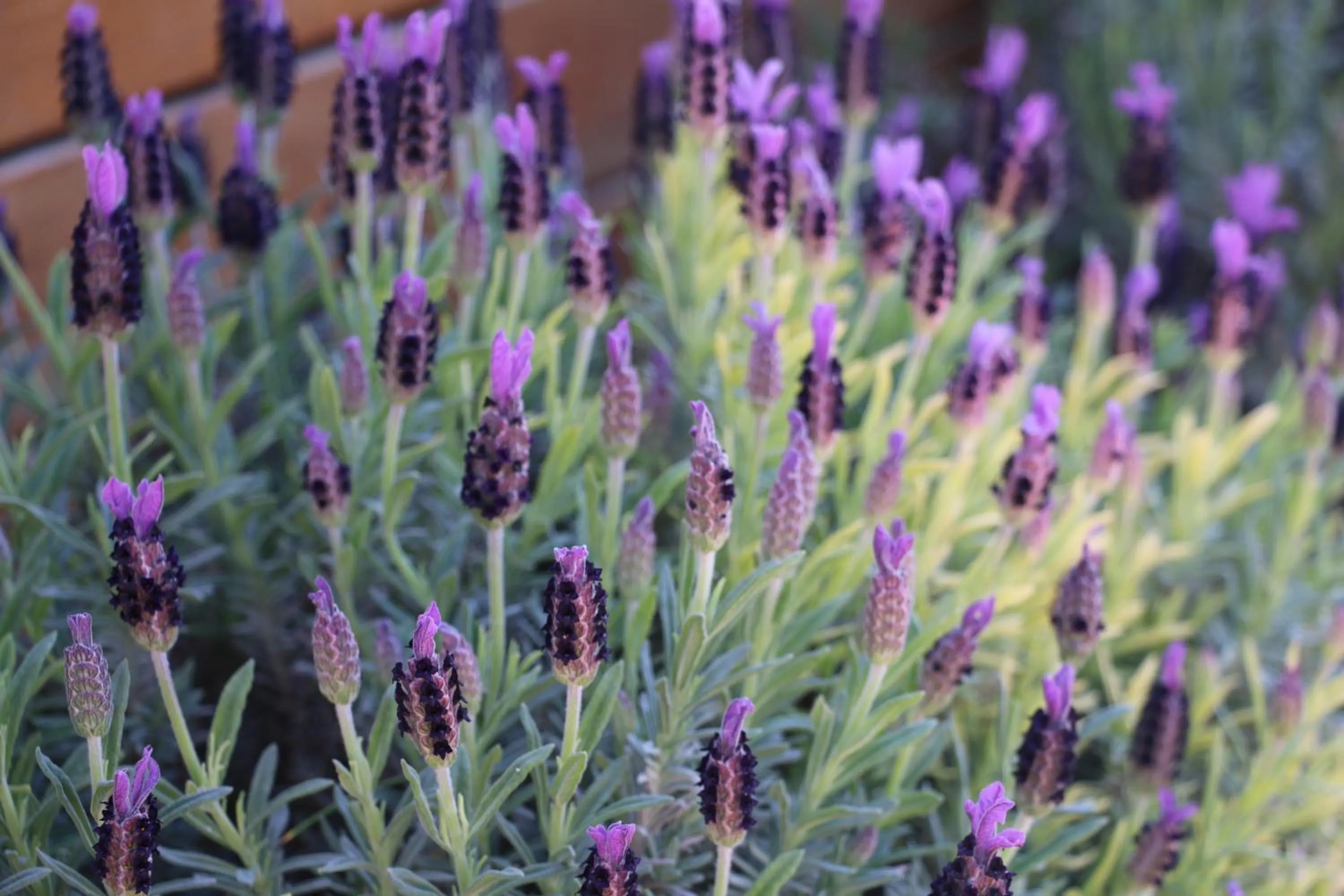Garden in Pink Lake Tiny House - 'Peony'