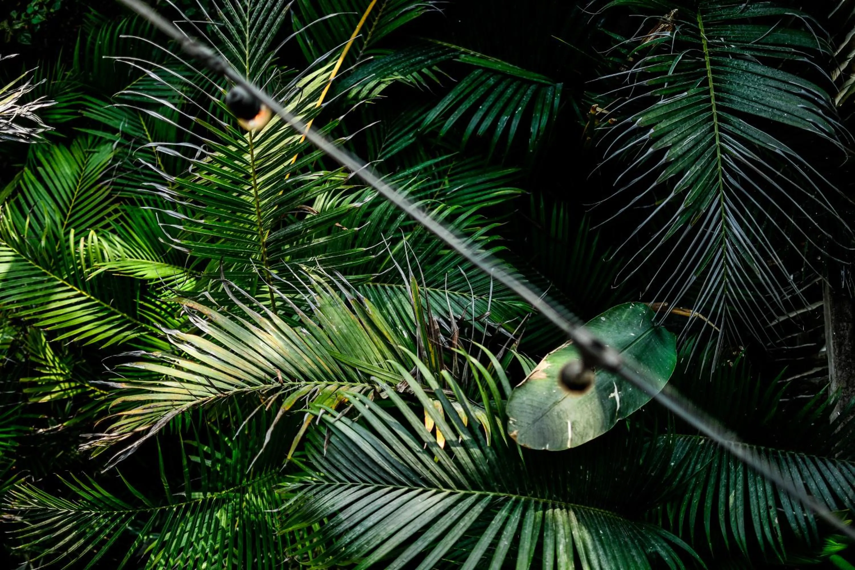 Garden in Salty Breeze Bali