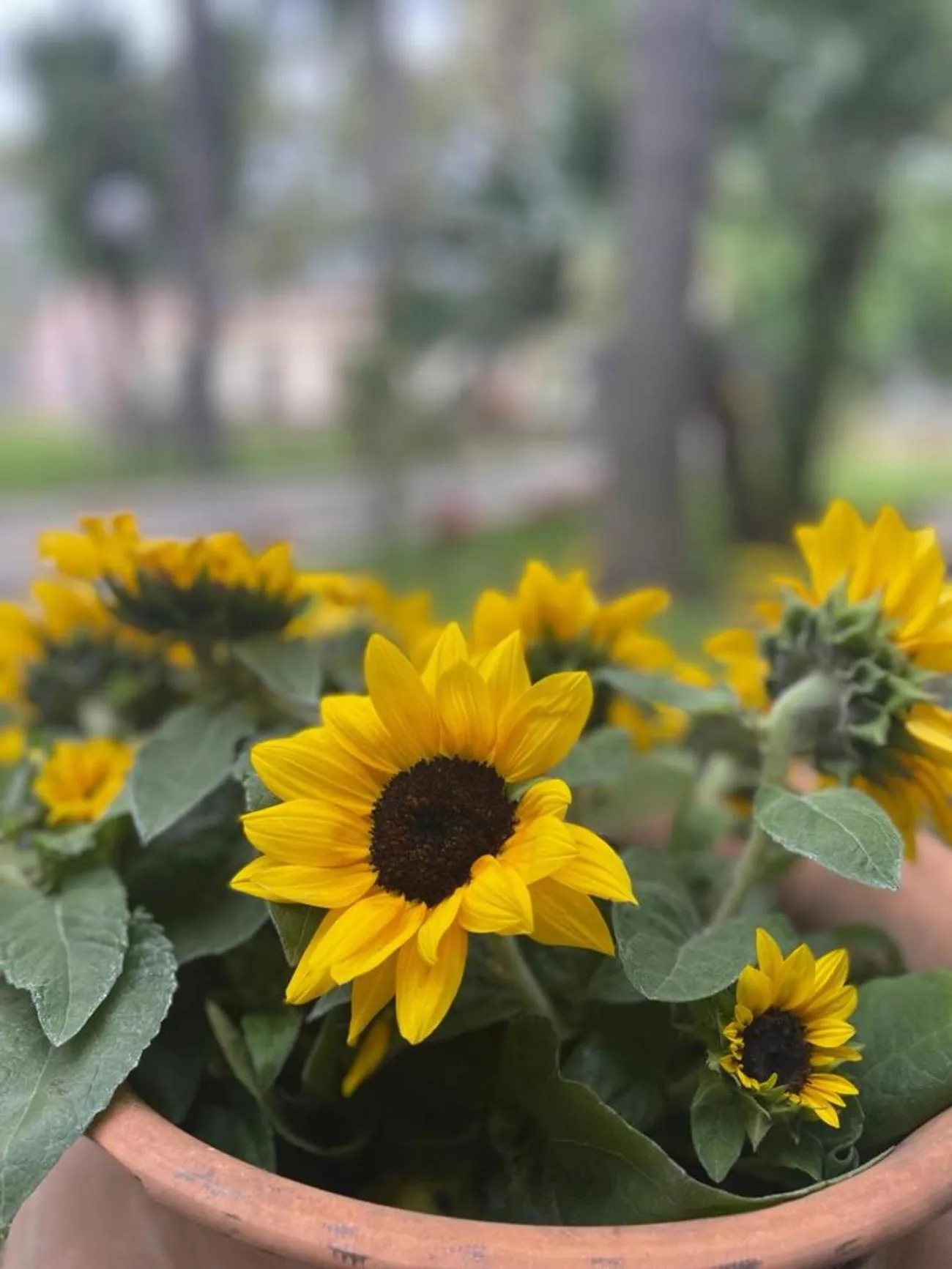 Decorative detail in Oasi Park Hotel