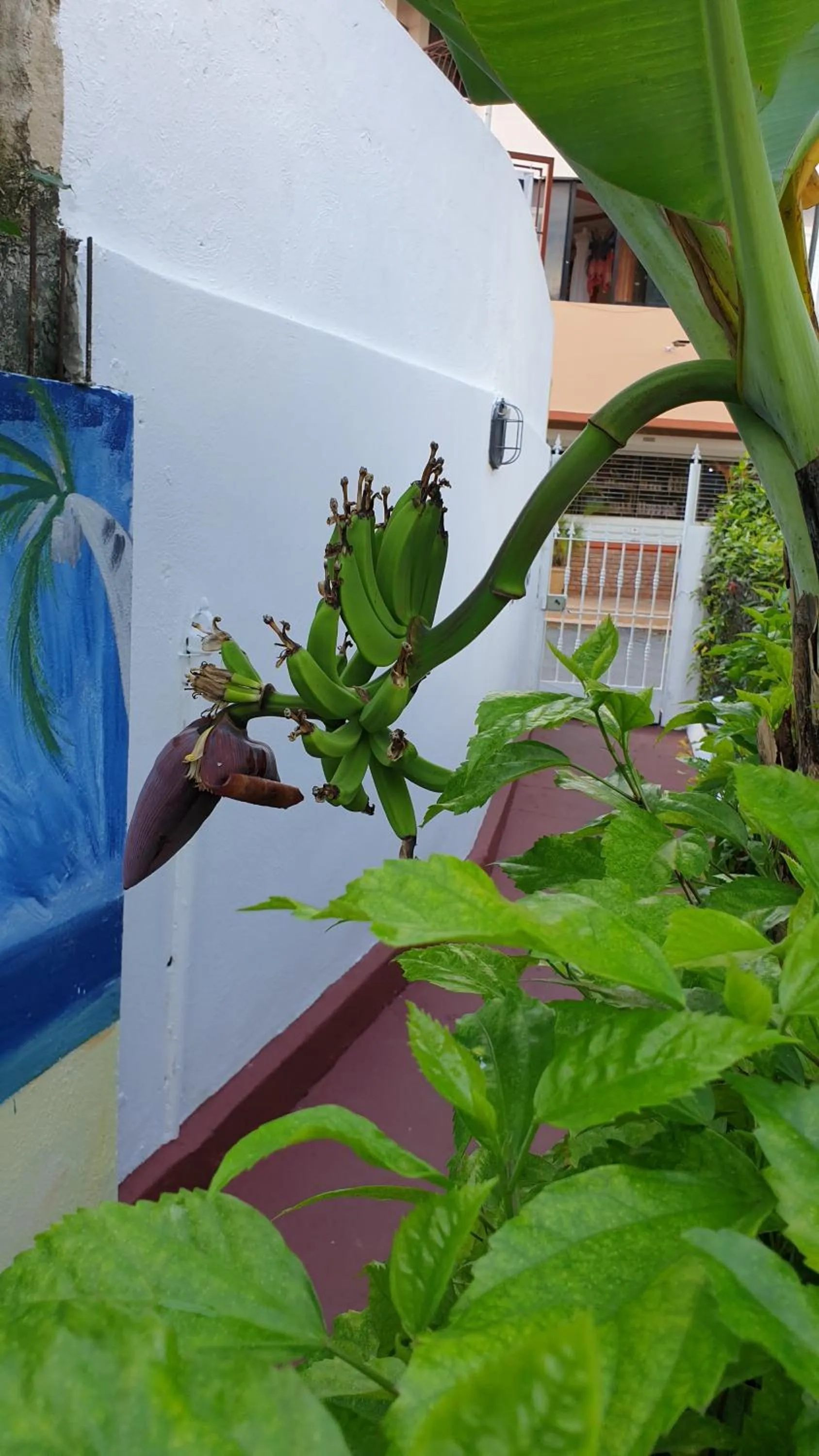 Garden in PLAYA BLANCA BED AND BREAKFAST
