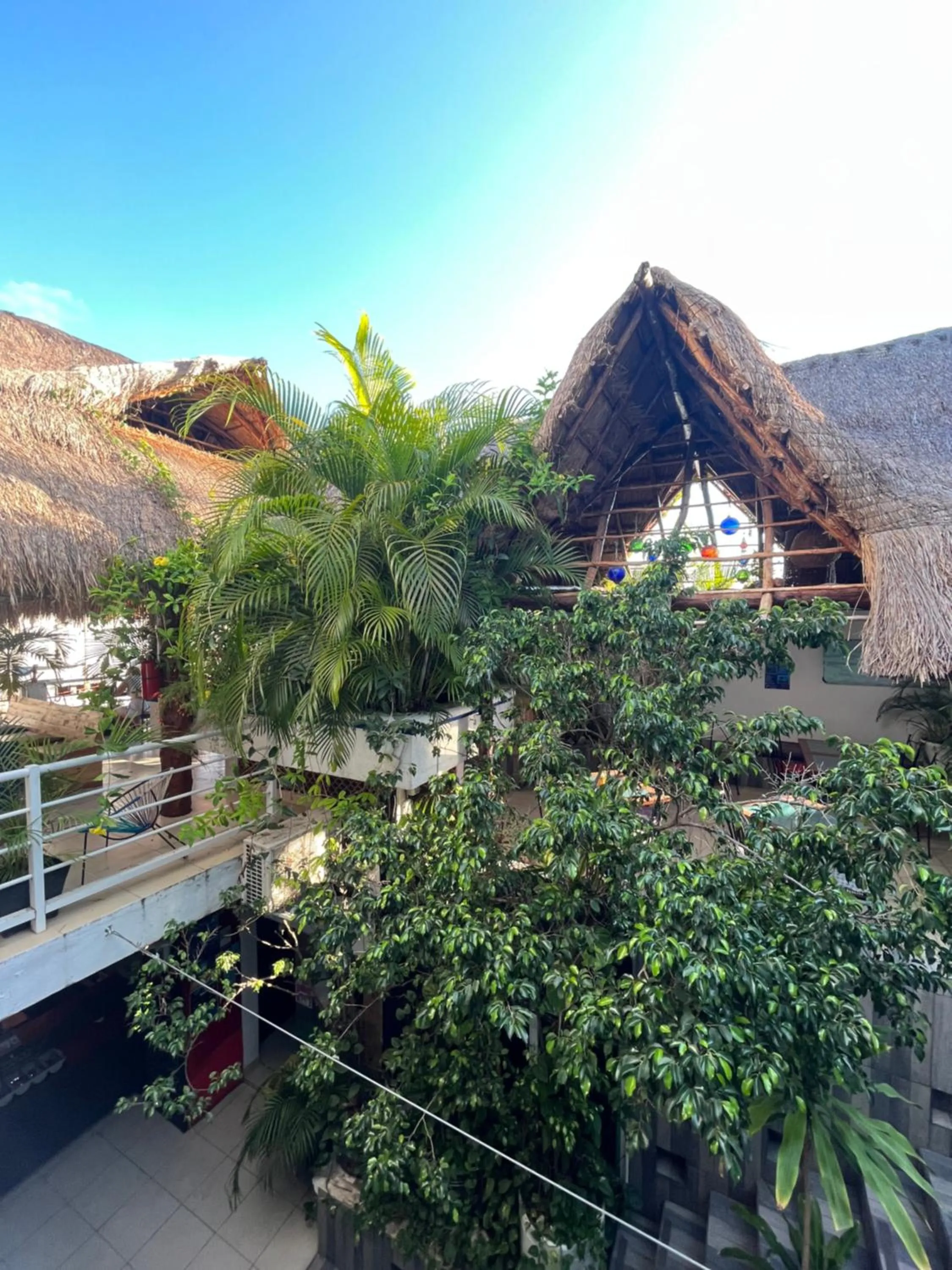 Garden in Hostelito Hotel