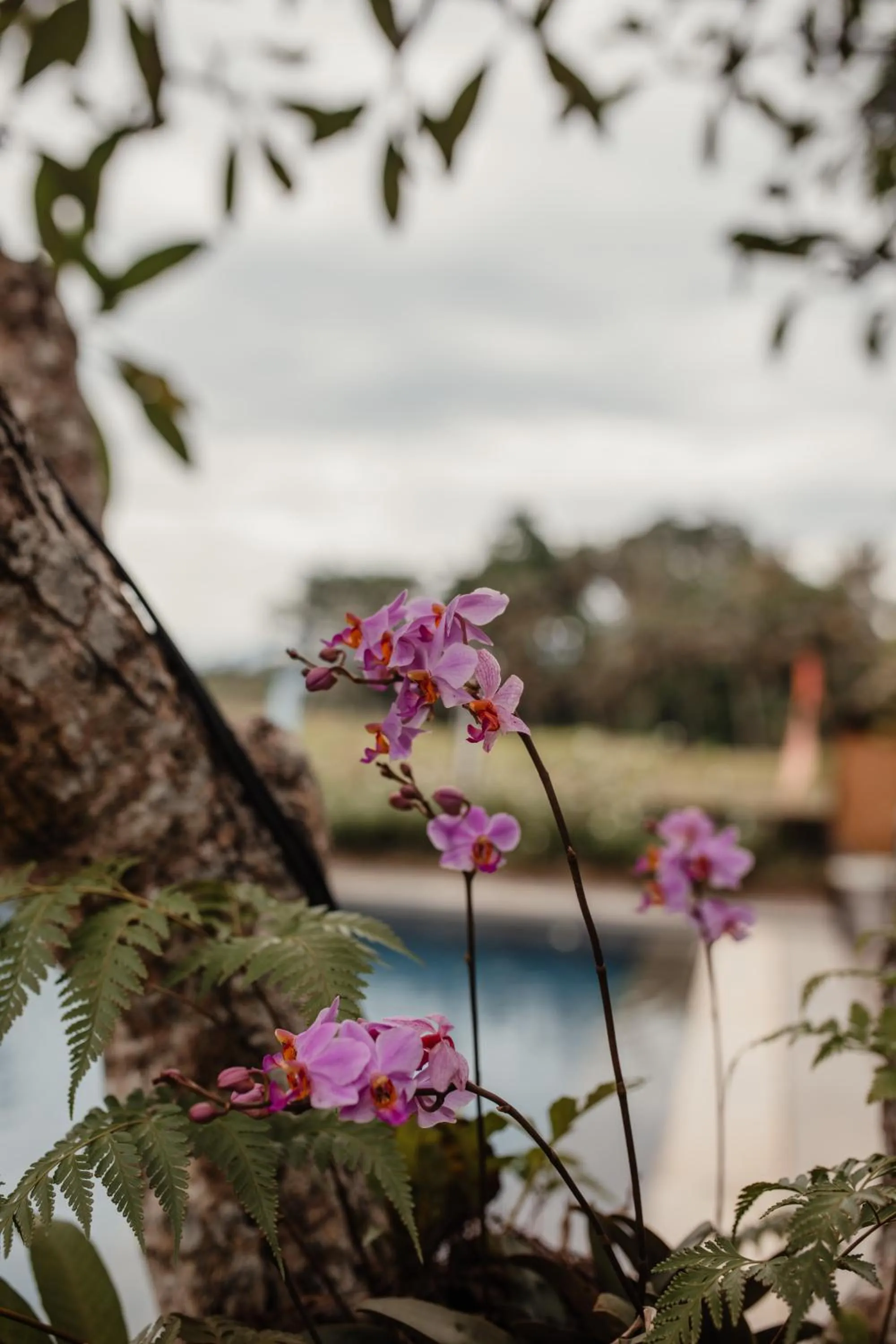 Garden in Mandala Desa