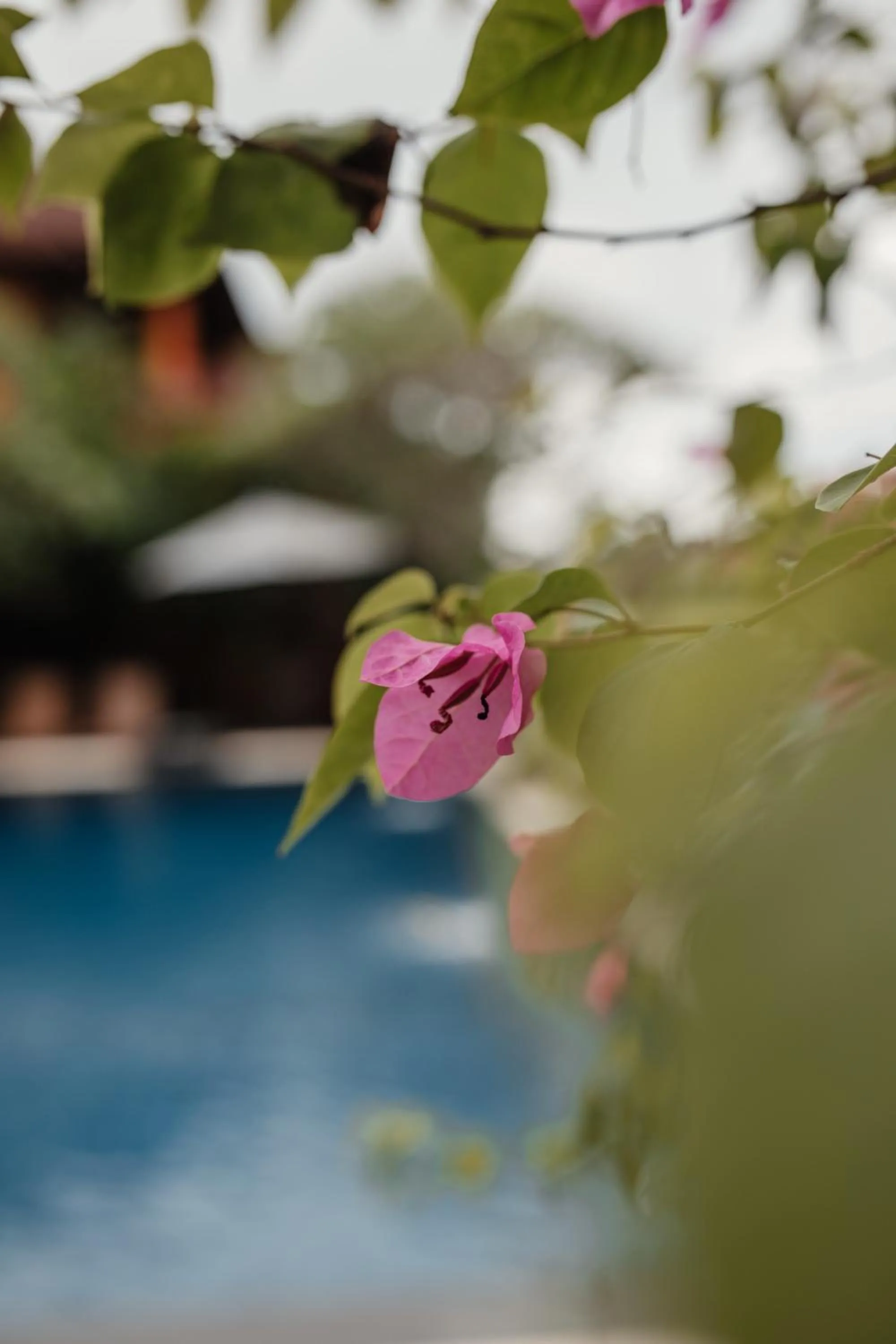 Garden in Mandala Desa