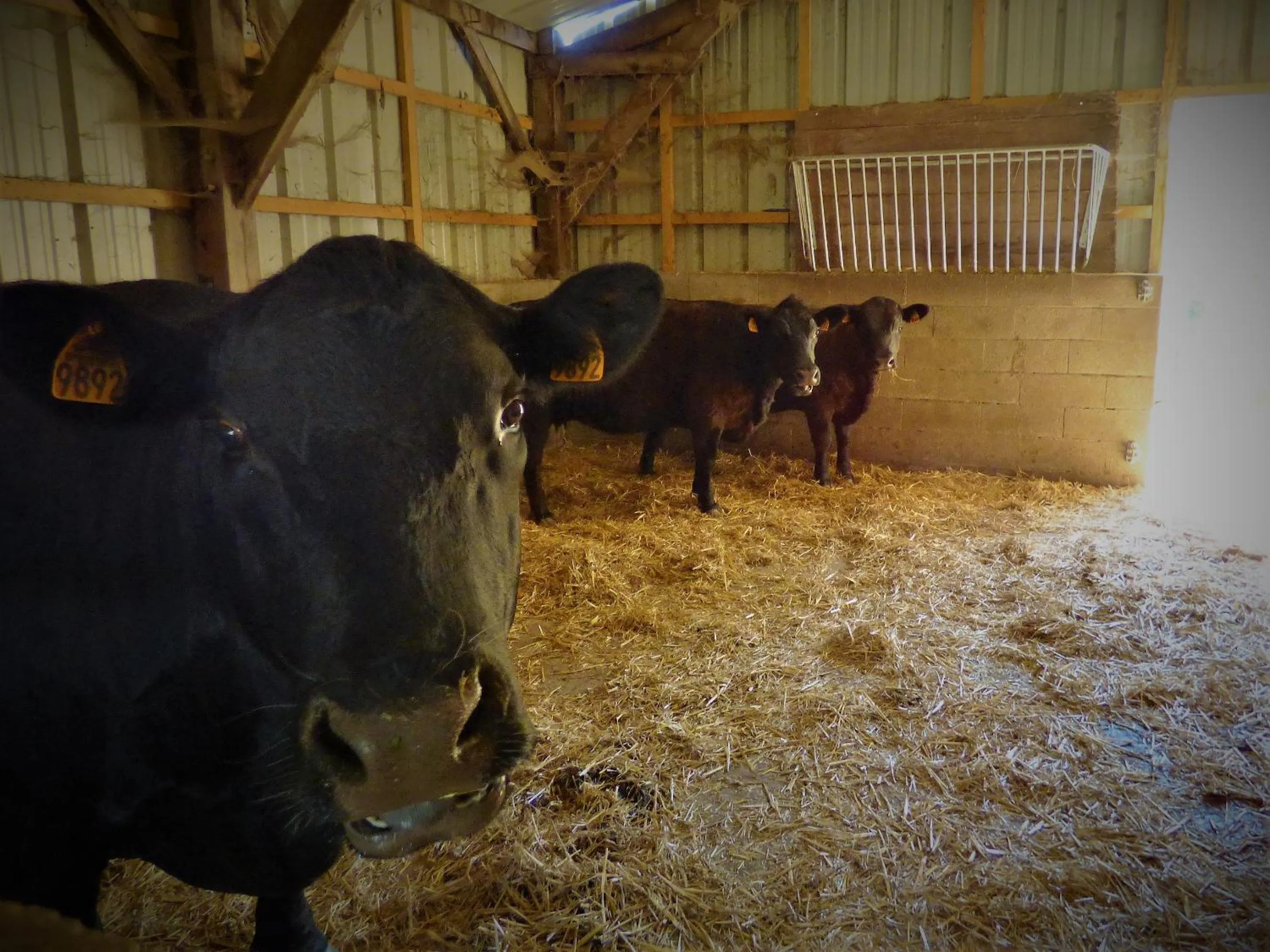 Animals in L'Ancien Presbytère Chambres D'hote ou Gite