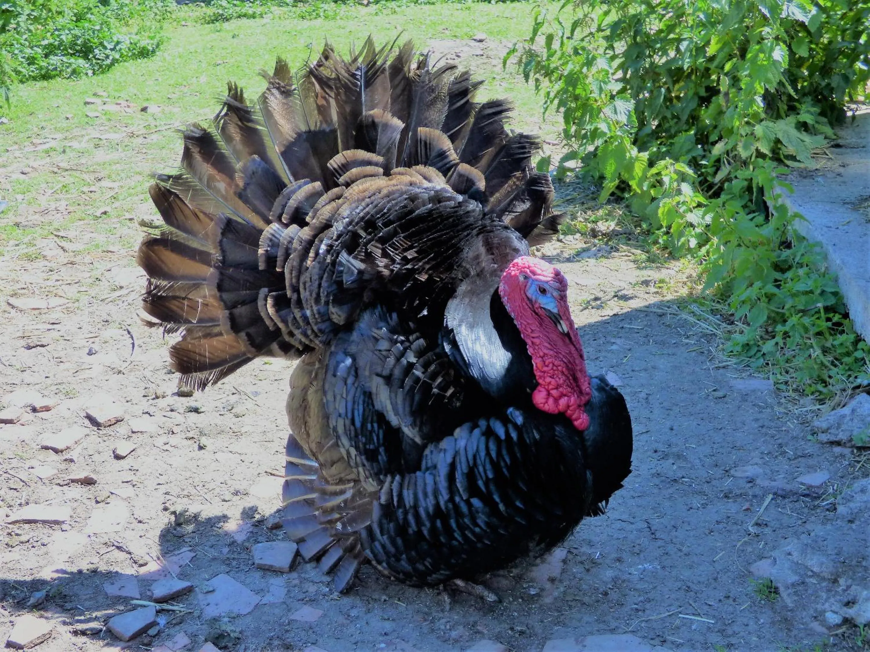 Animals in L'Ancien Presbytère Chambres D'hote ou Gite