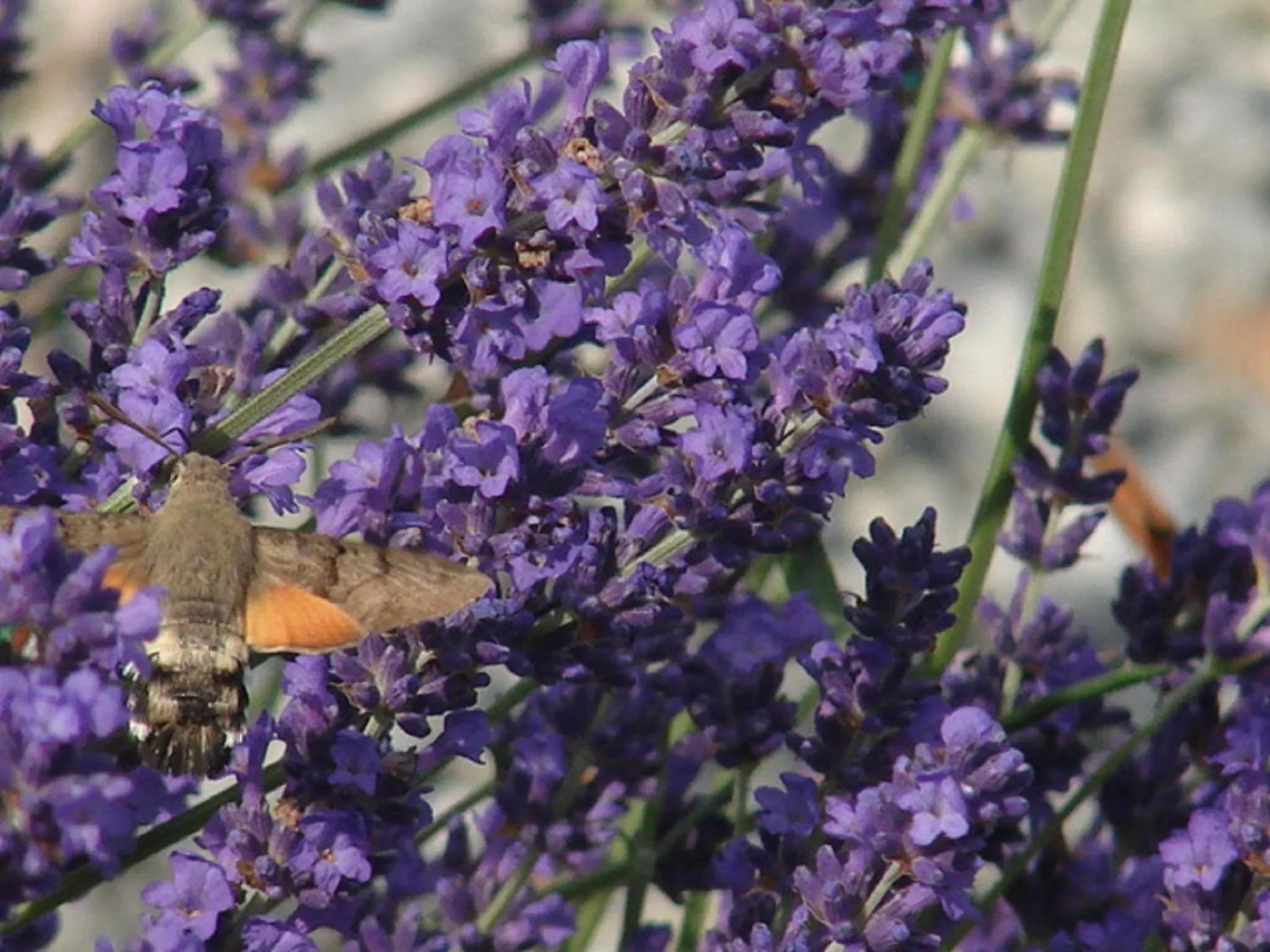 Garden in L'Ancien Presbytère Chambres D'hote ou Gite
