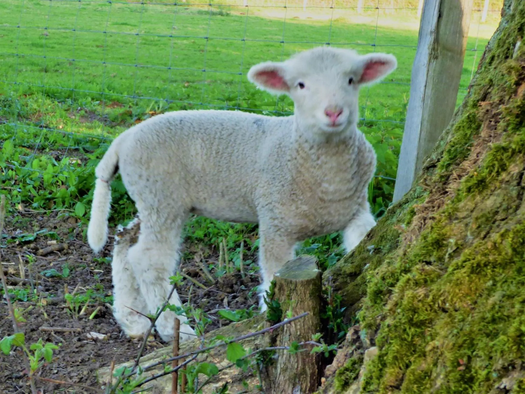 Animals in L'Ancien Presbytère Chambres D'hote ou Gite
