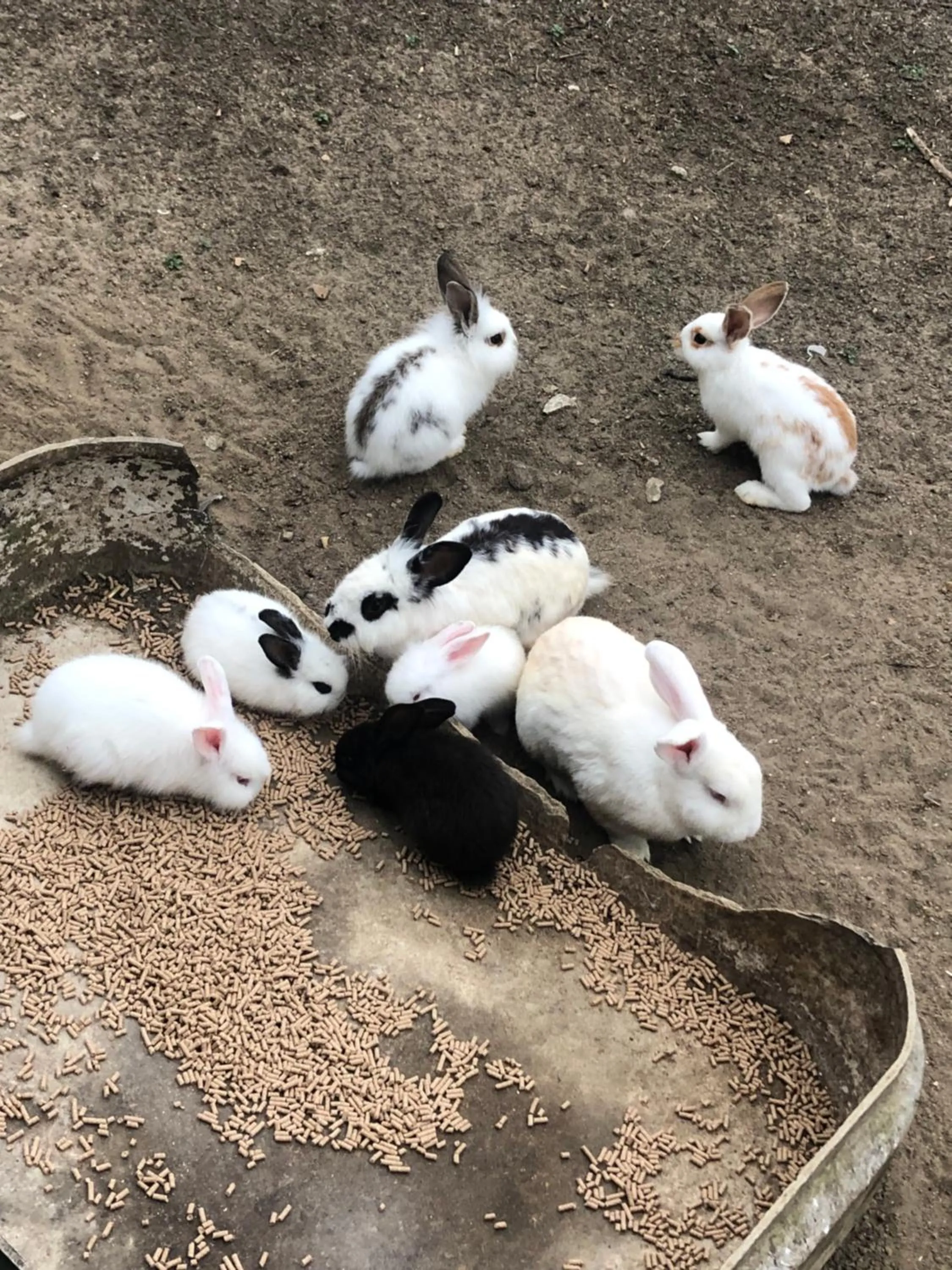 Animals in Pousada da Chica