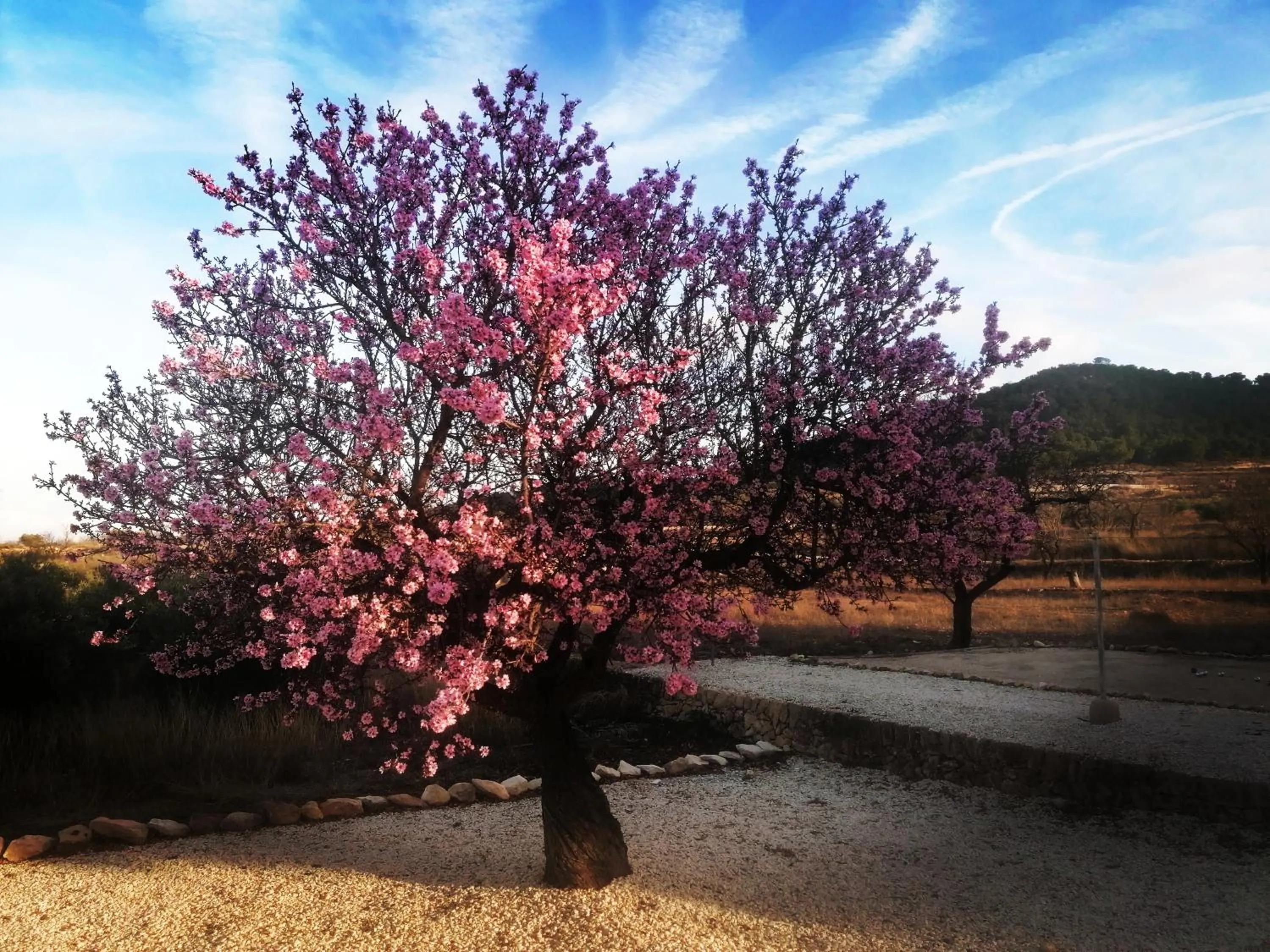 Spring in Finca Guillermo Murcia