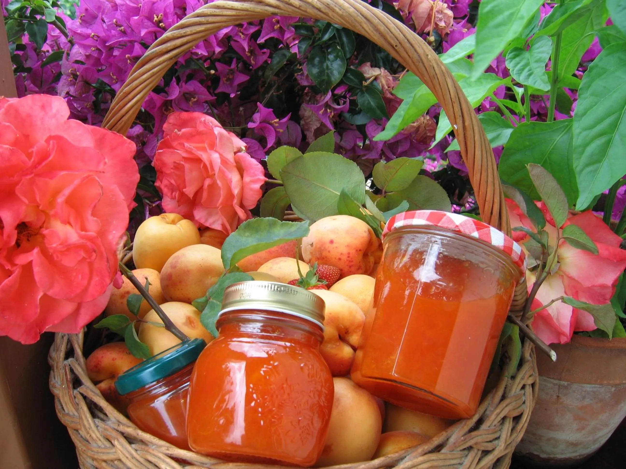 Food and drinks in Hotel Europa