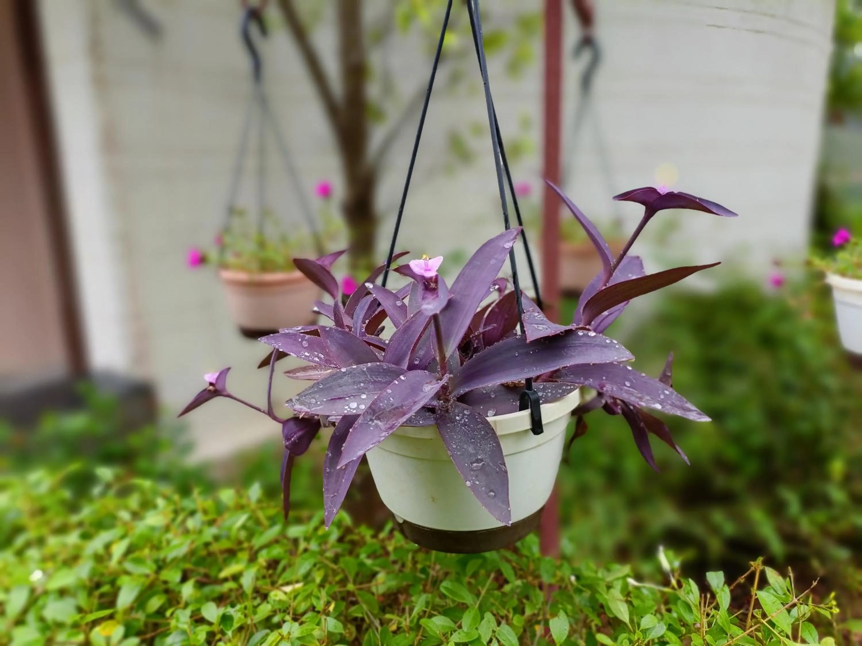 Garden in The HighGarden Resort