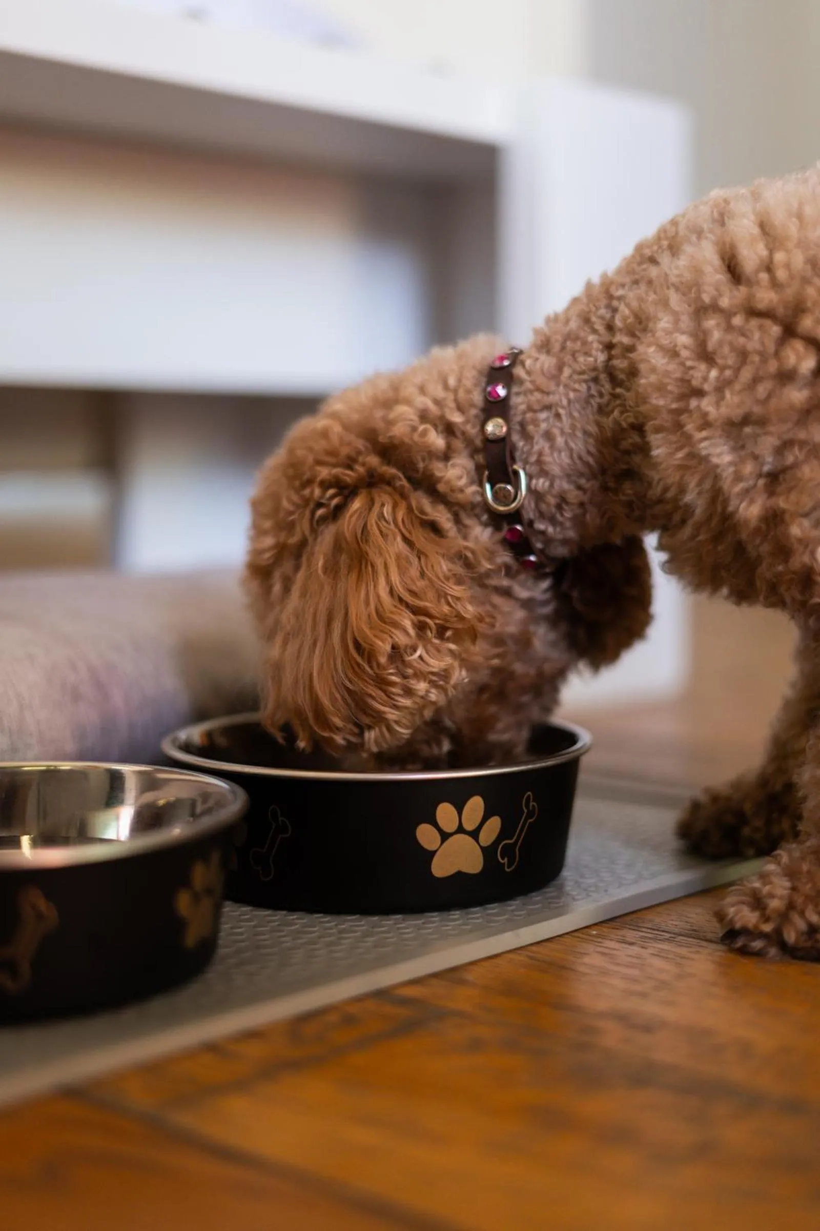 Animals in Hotel Marco Polo 3 Stelle Superior