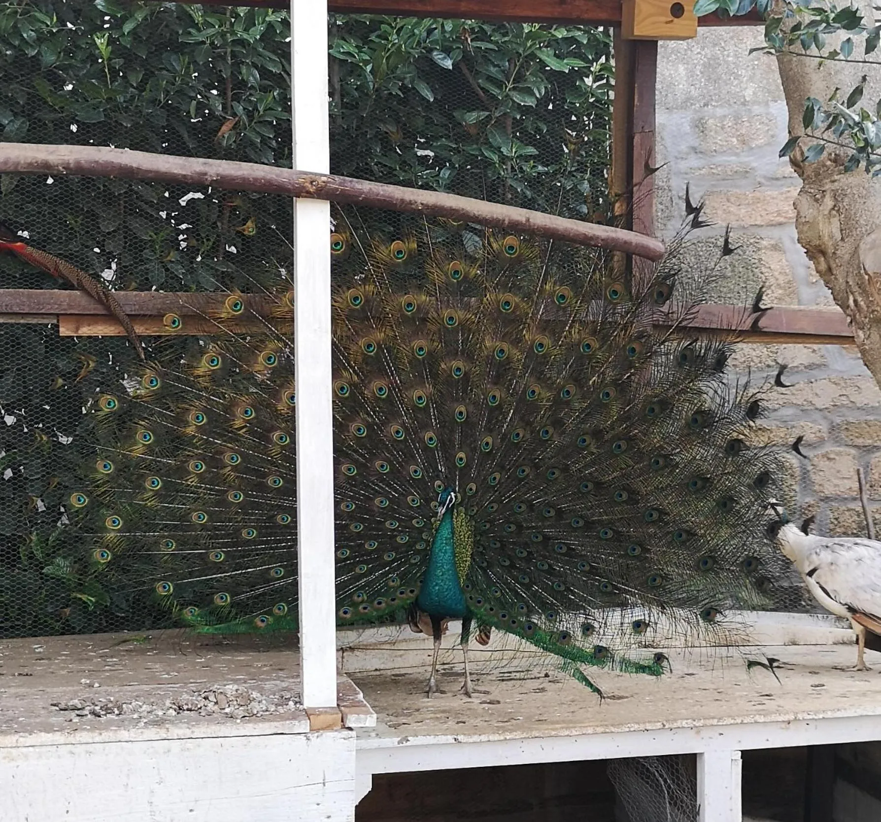 Animals in Gojim Casa Rural