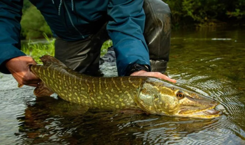 Fishing in Krka River Lodge