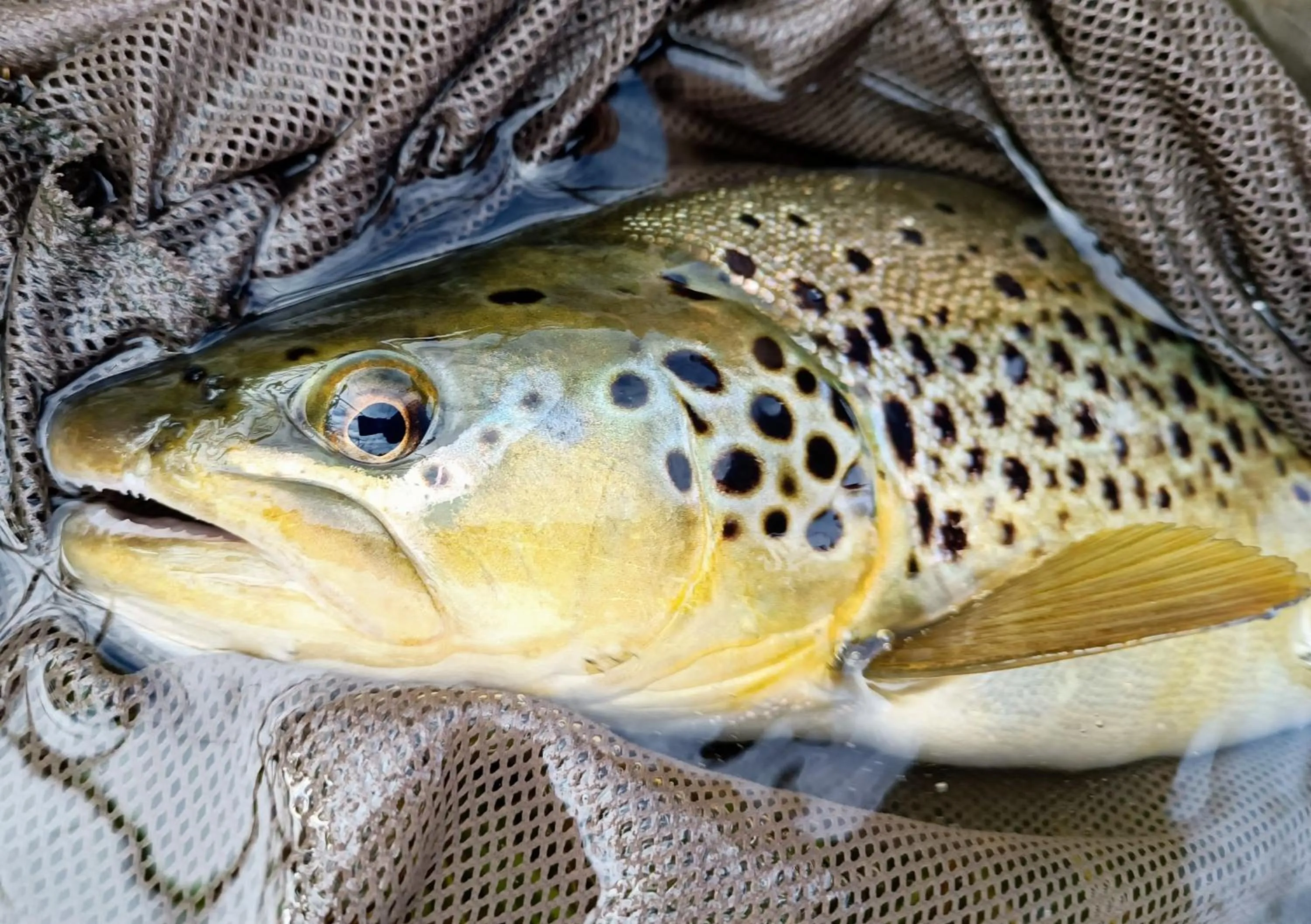 Fishing in Krka River Lodge