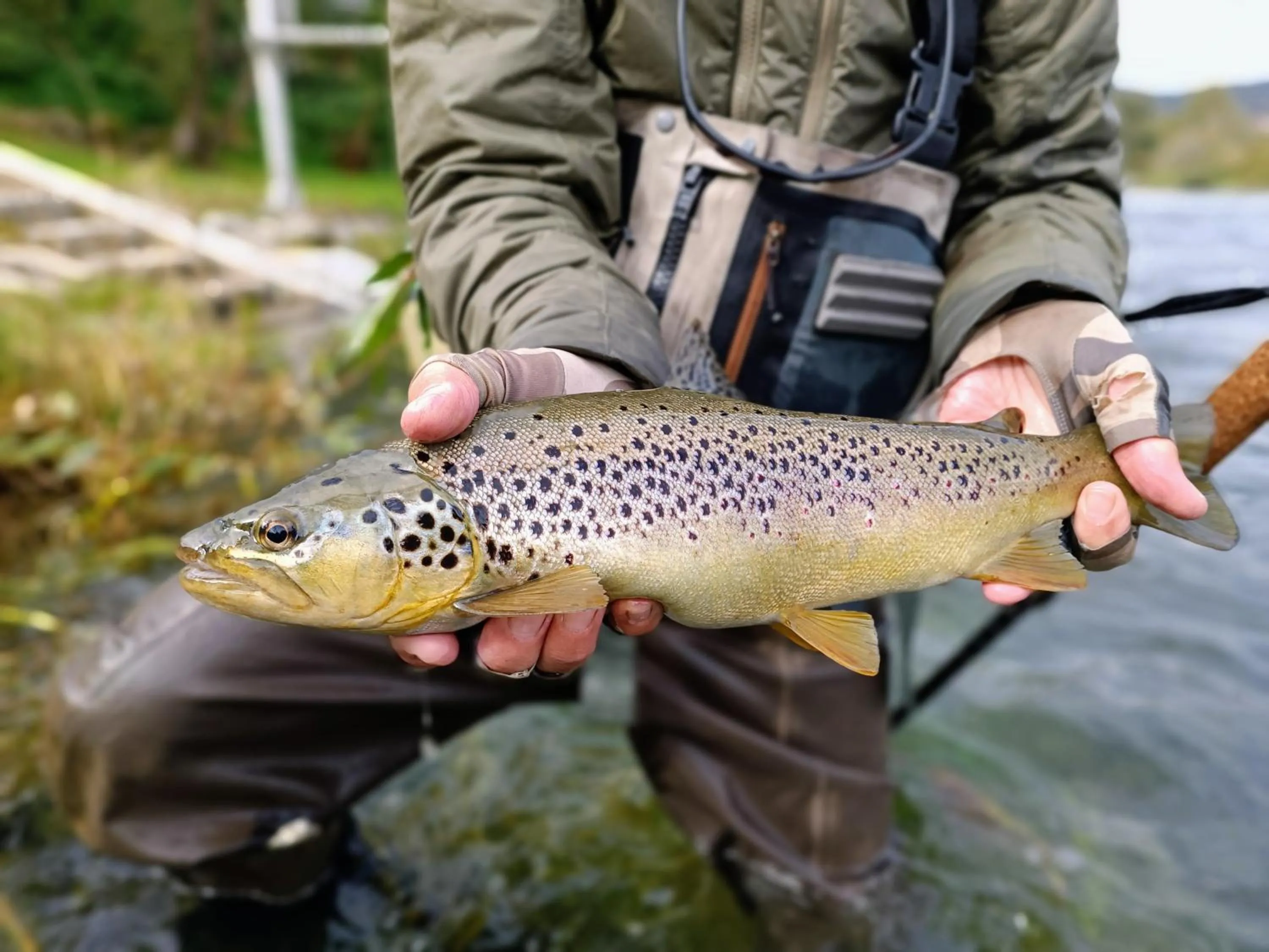 Fishing in Krka River Lodge