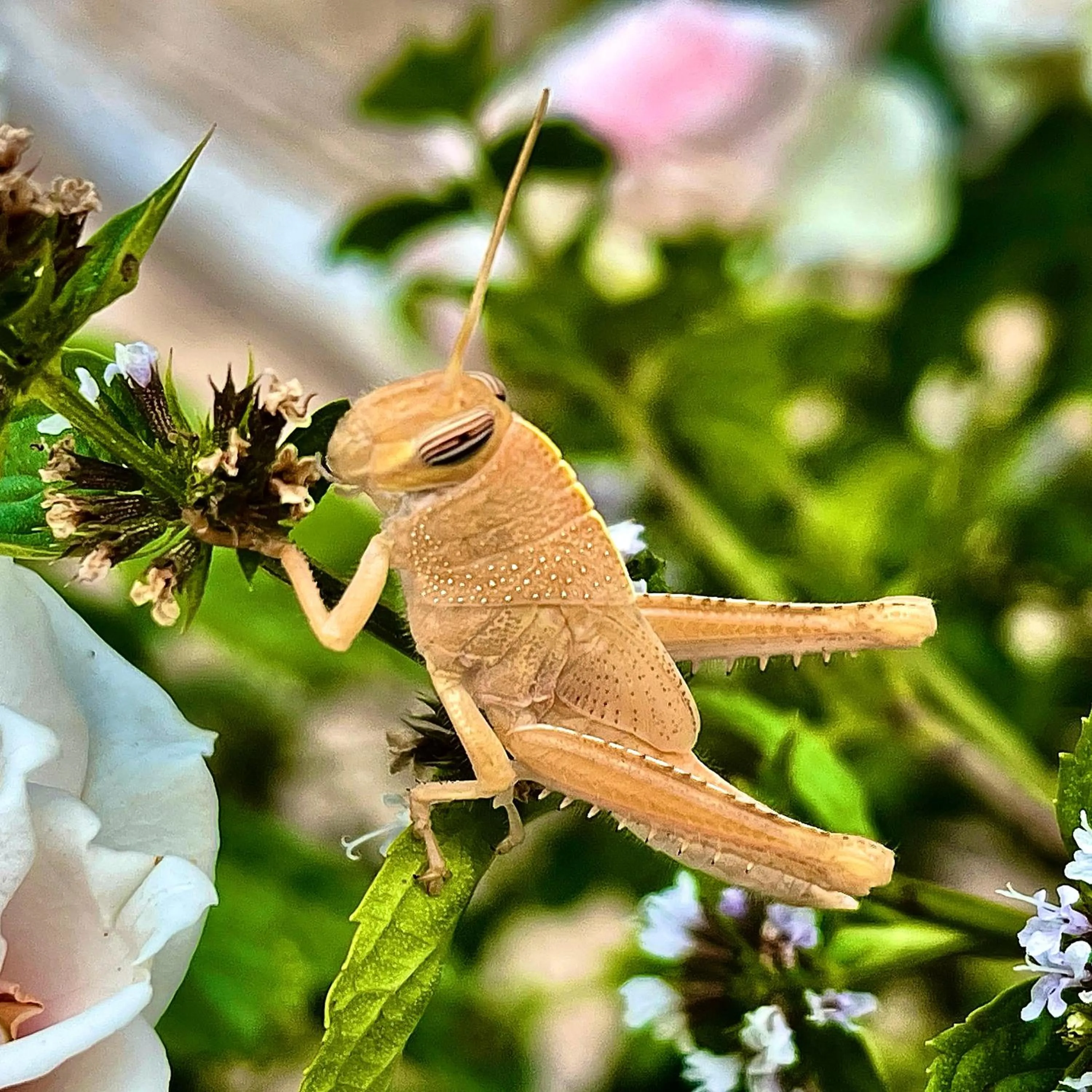 Natural landscape in Monte dos Poços