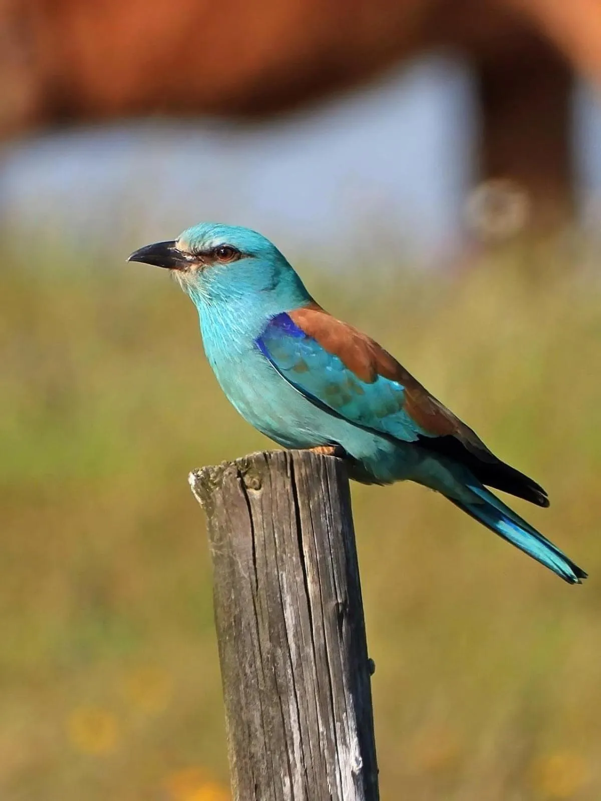 Garden view in Monte dos Poços