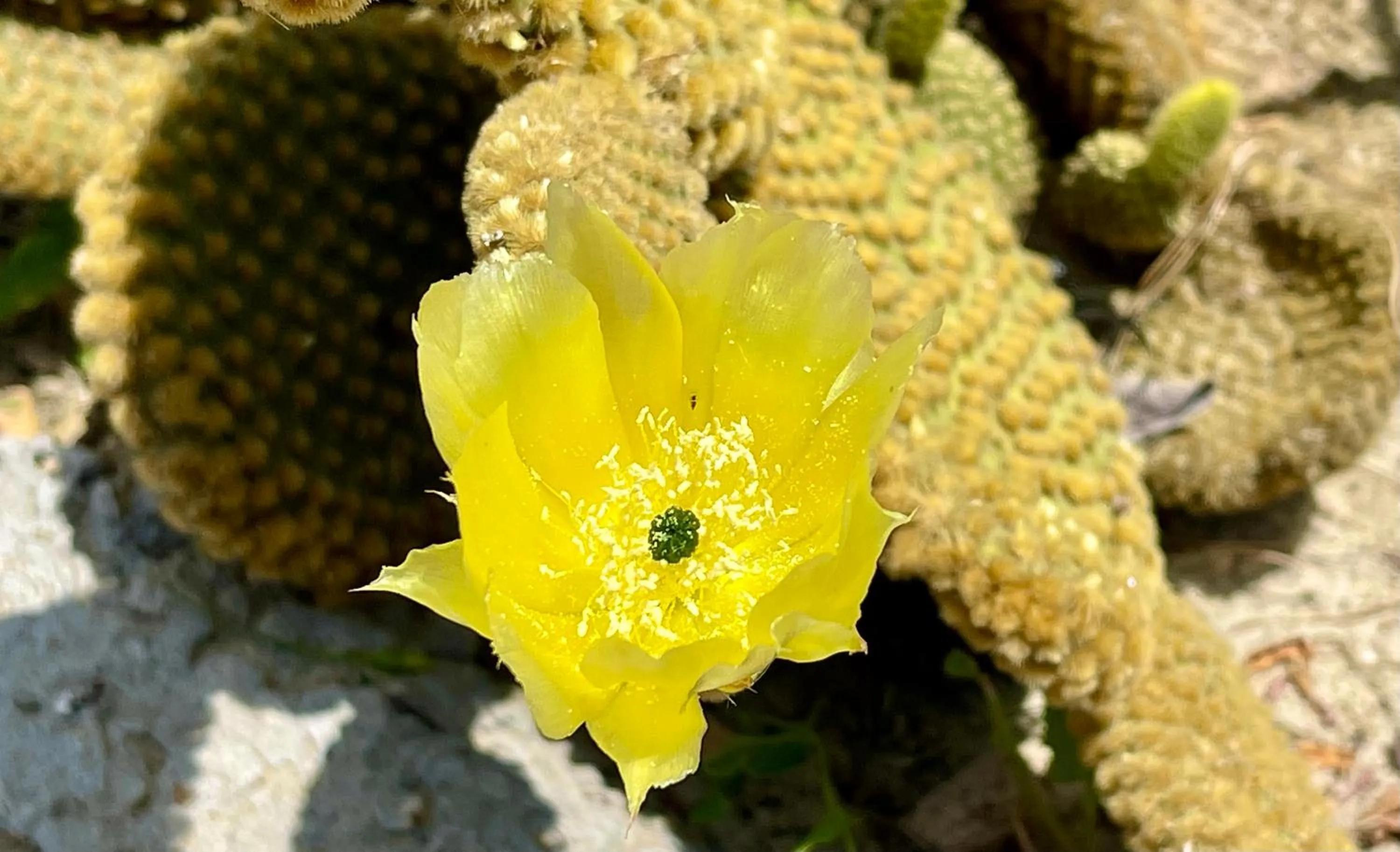 Natural landscape in Monte dos Poços