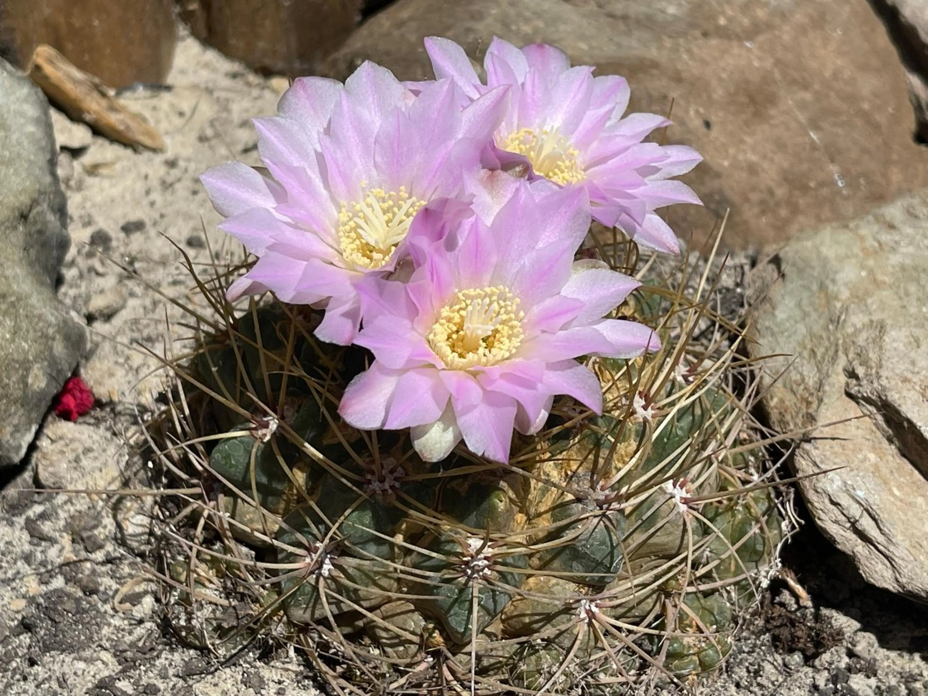 Natural landscape in Monte dos Poços