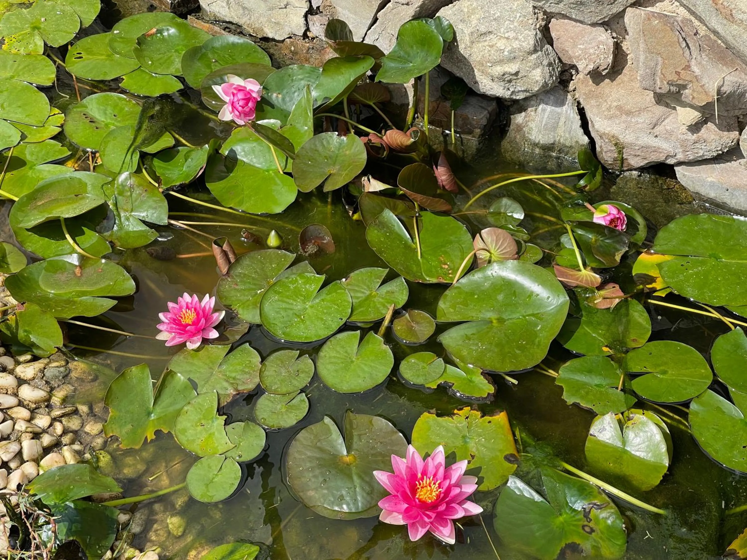 Garden in Monte dos Poços