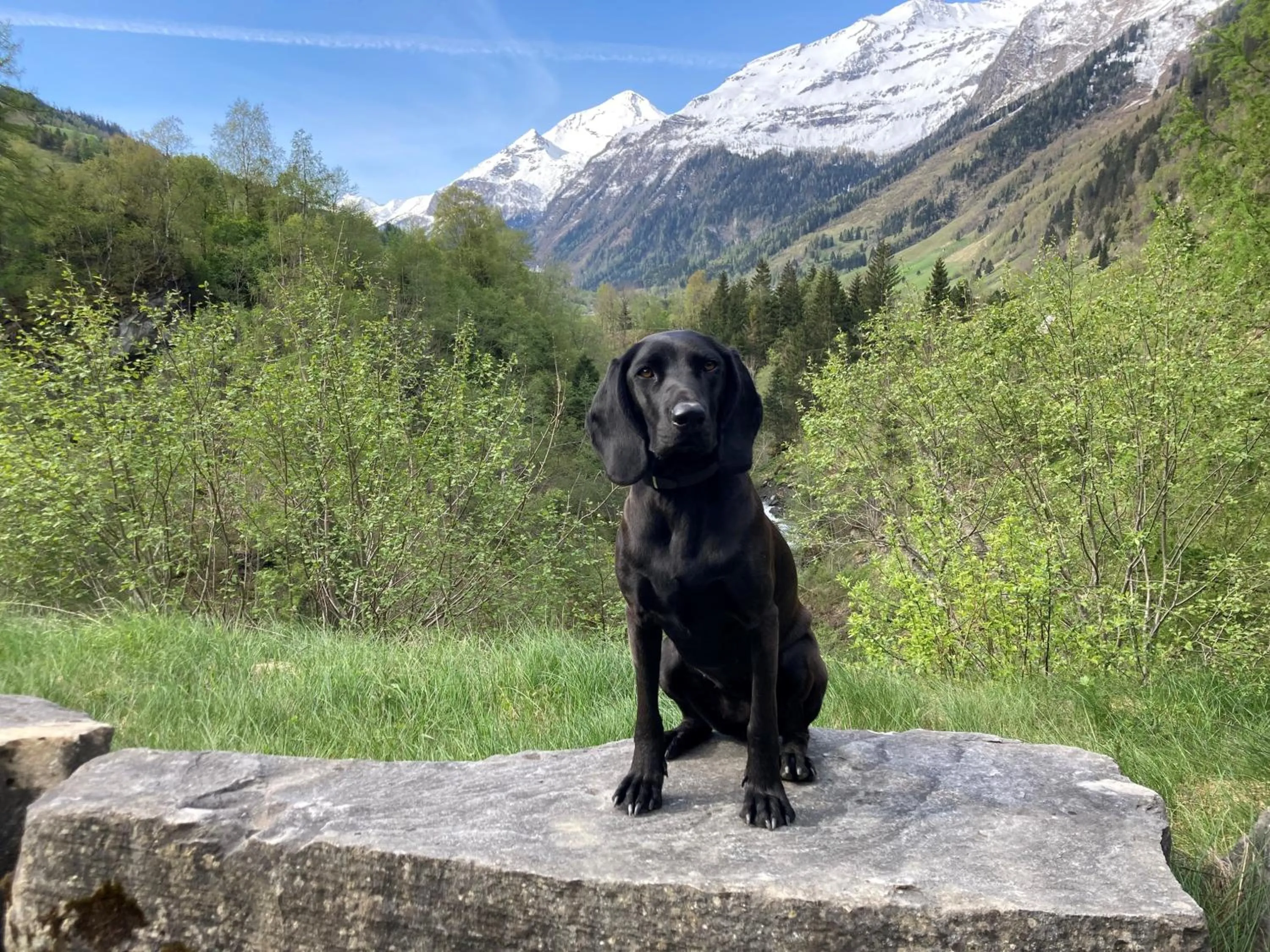 Pets in Haus Standlgut Rauris -- incl Sommercard