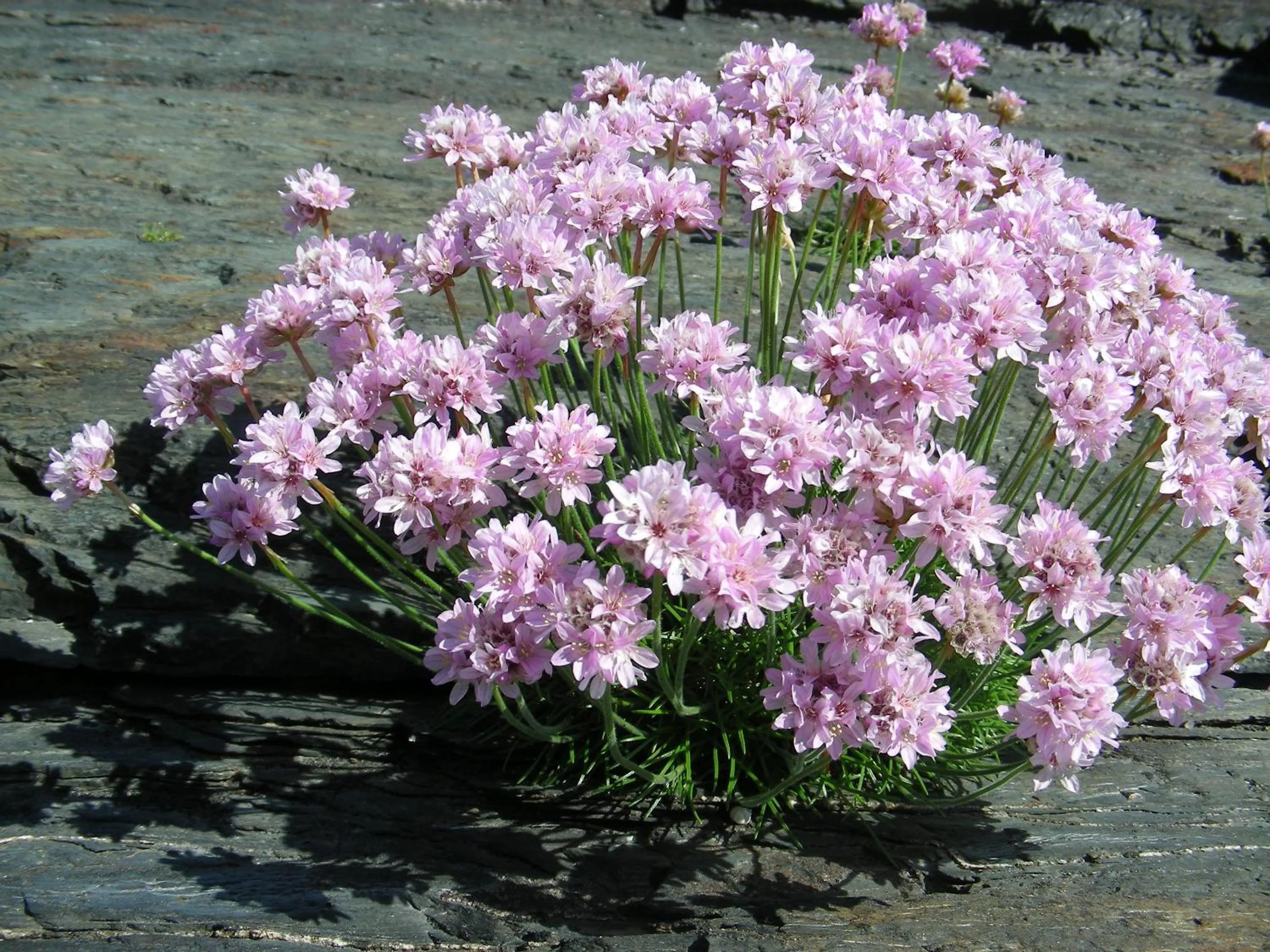 Off site in Sunnybrae, Isle of Luing