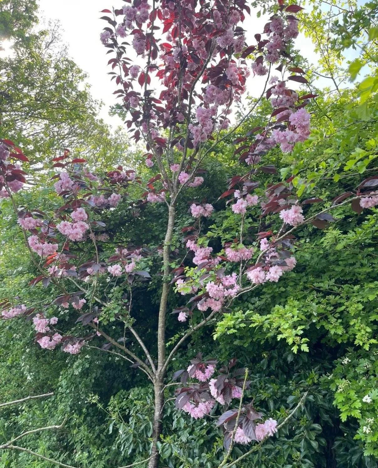 Natural landscape in The Old Inn Retreat