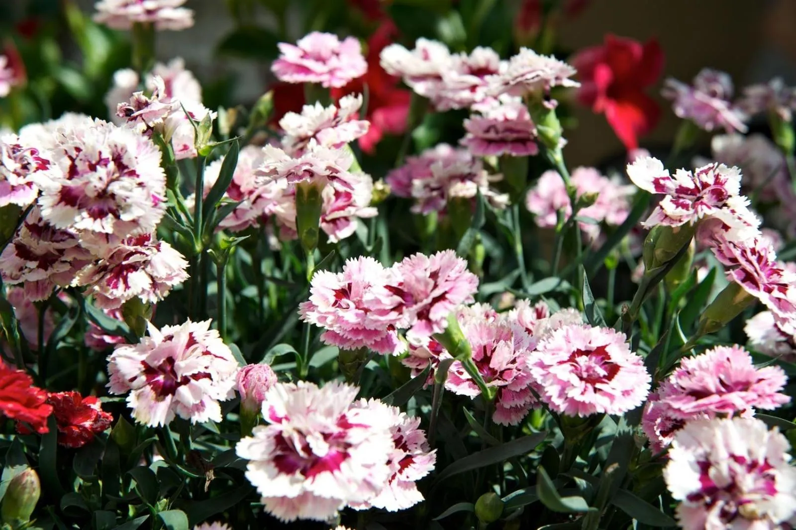 Balcony/Terrace in Hotel Girifalco - Nature & Relax