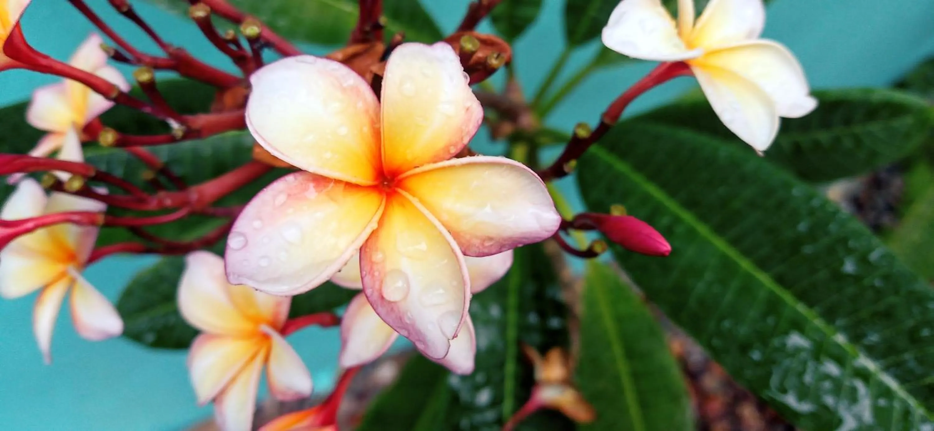 Garden view in The Sea Glass Inn