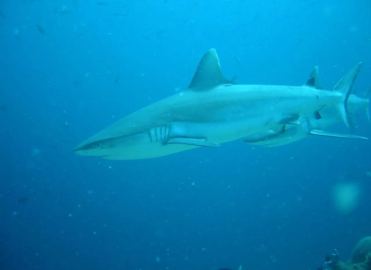 Diving in Suffix Retreat - Stay, Dive & Explore Fuvahmulah