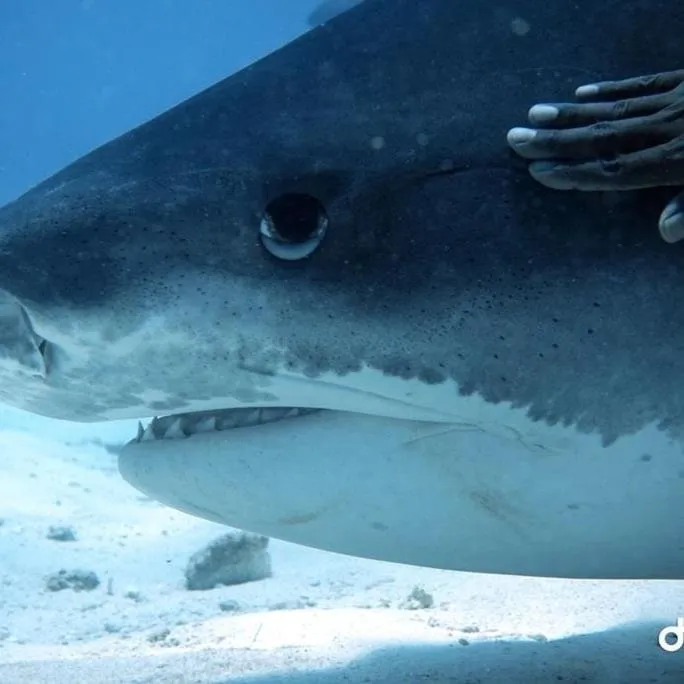 Natural landscape in Suffix Retreat - Stay, Dive & Explore Fuvahmulah