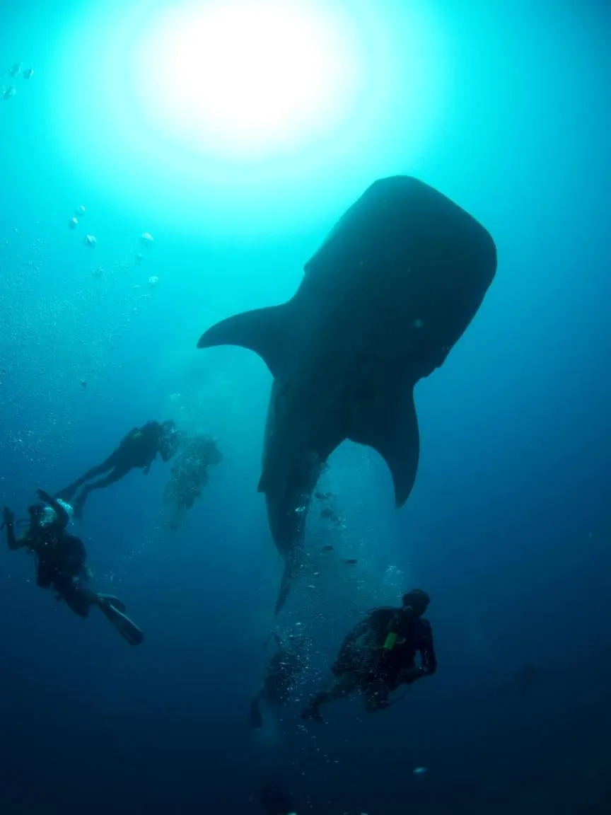 Natural landscape in Suffix Retreat - Stay, Dive & Explore Fuvahmulah