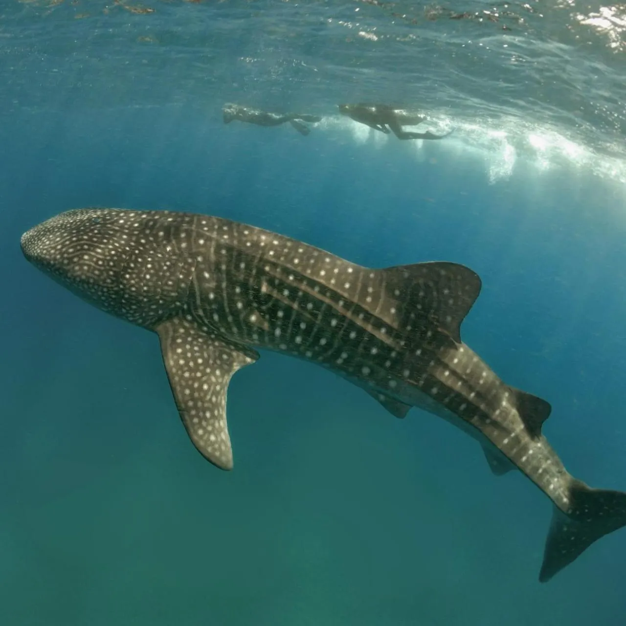 Snorkeling in Suffix Retreat - Stay, Dive & Explore Fuvahmulah