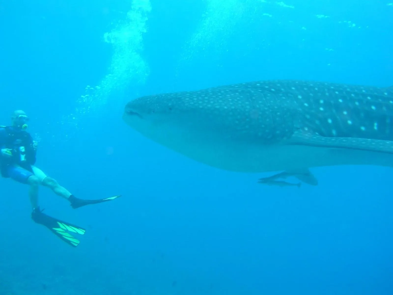 Diving in Suffix Retreat - Stay, Dive & Explore Fuvahmulah