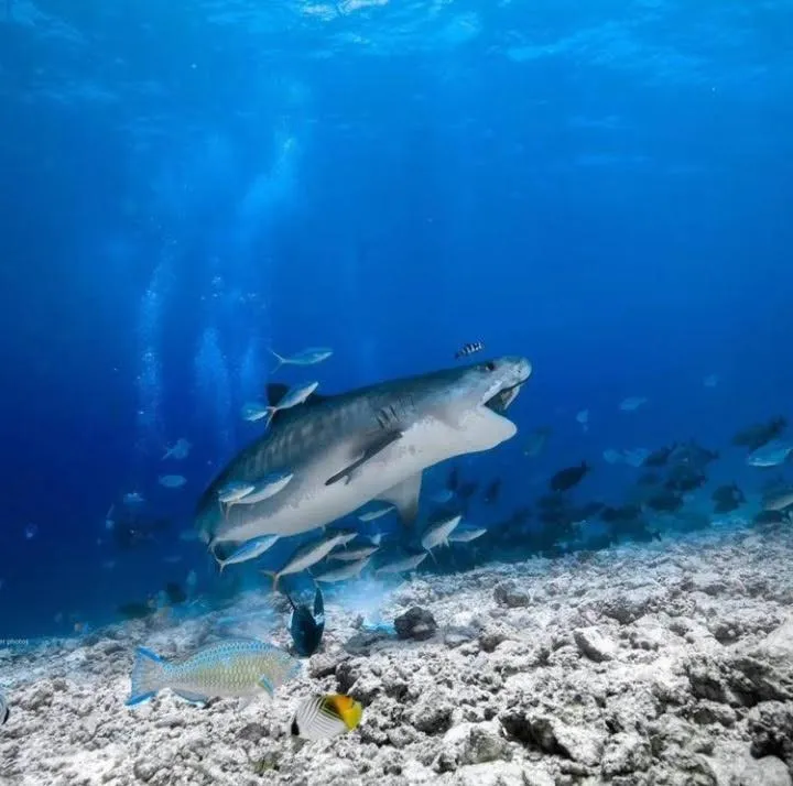 Diving in Suffix Retreat - Stay, Dive & Explore Fuvahmulah