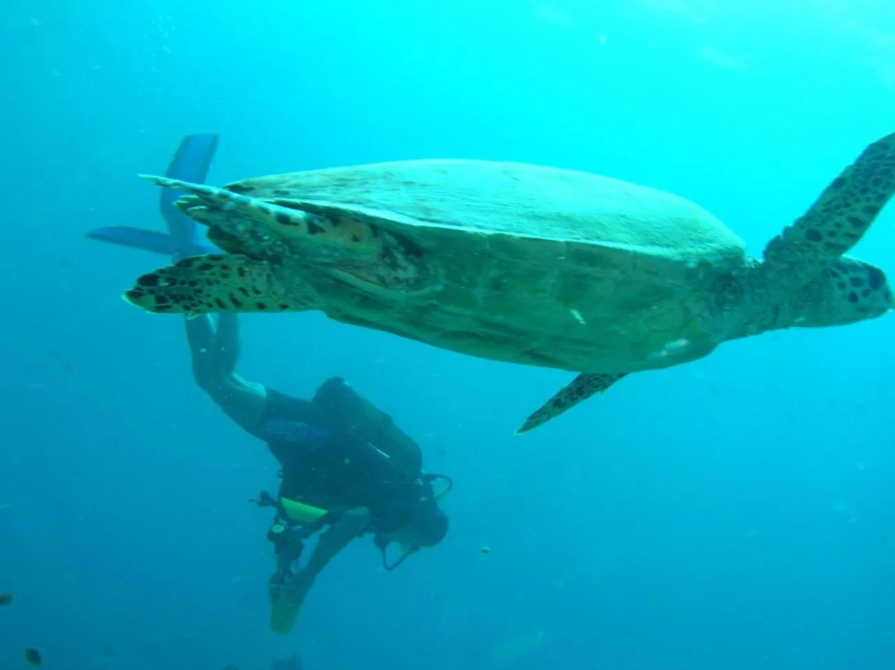 Diving in Suffix Retreat - Stay, Dive & Explore Fuvahmulah