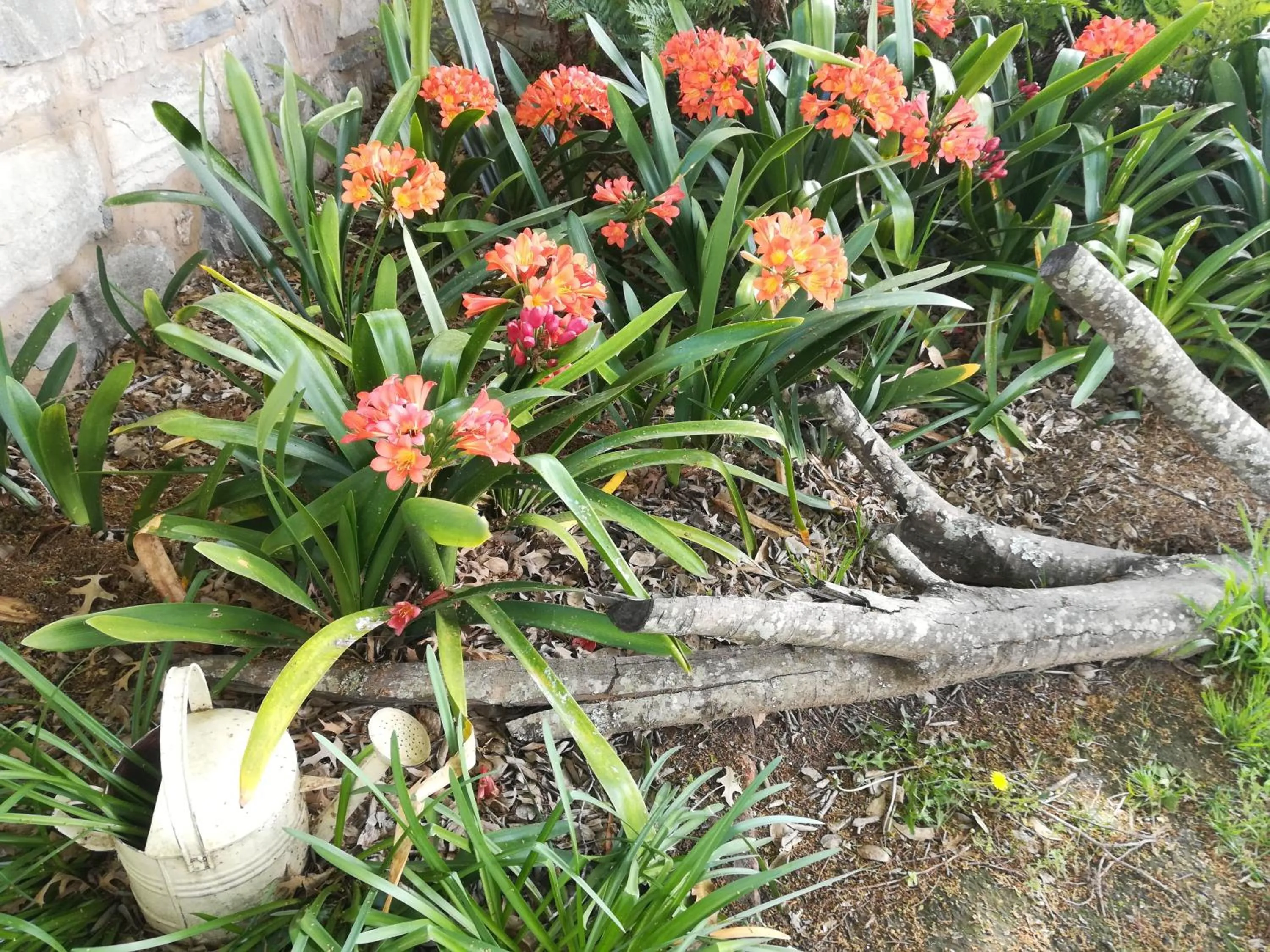 Garden in AppleBee Guest Cottages