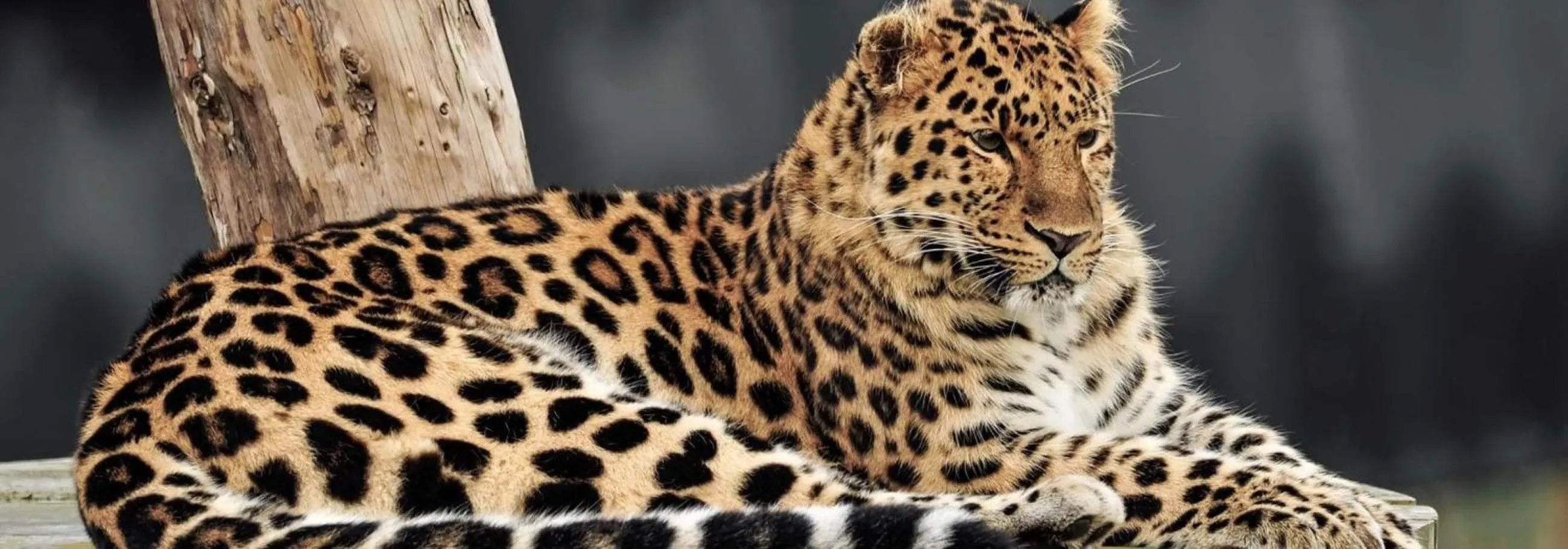 Nearby landmark in Hex Wildlife Hotel at Yorkshire Wildlife Park