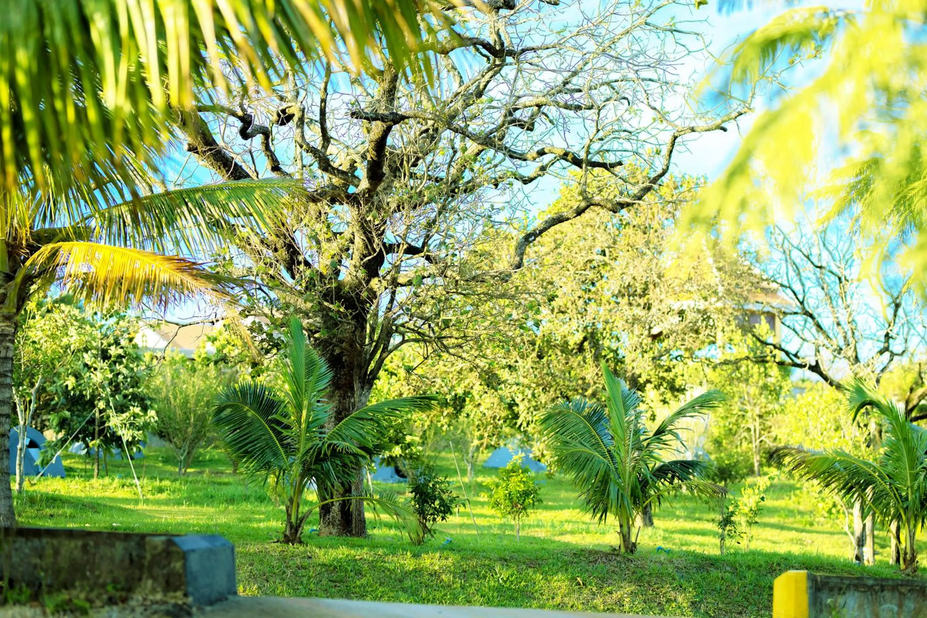 Garden in KNN RESORT Mondulkiri