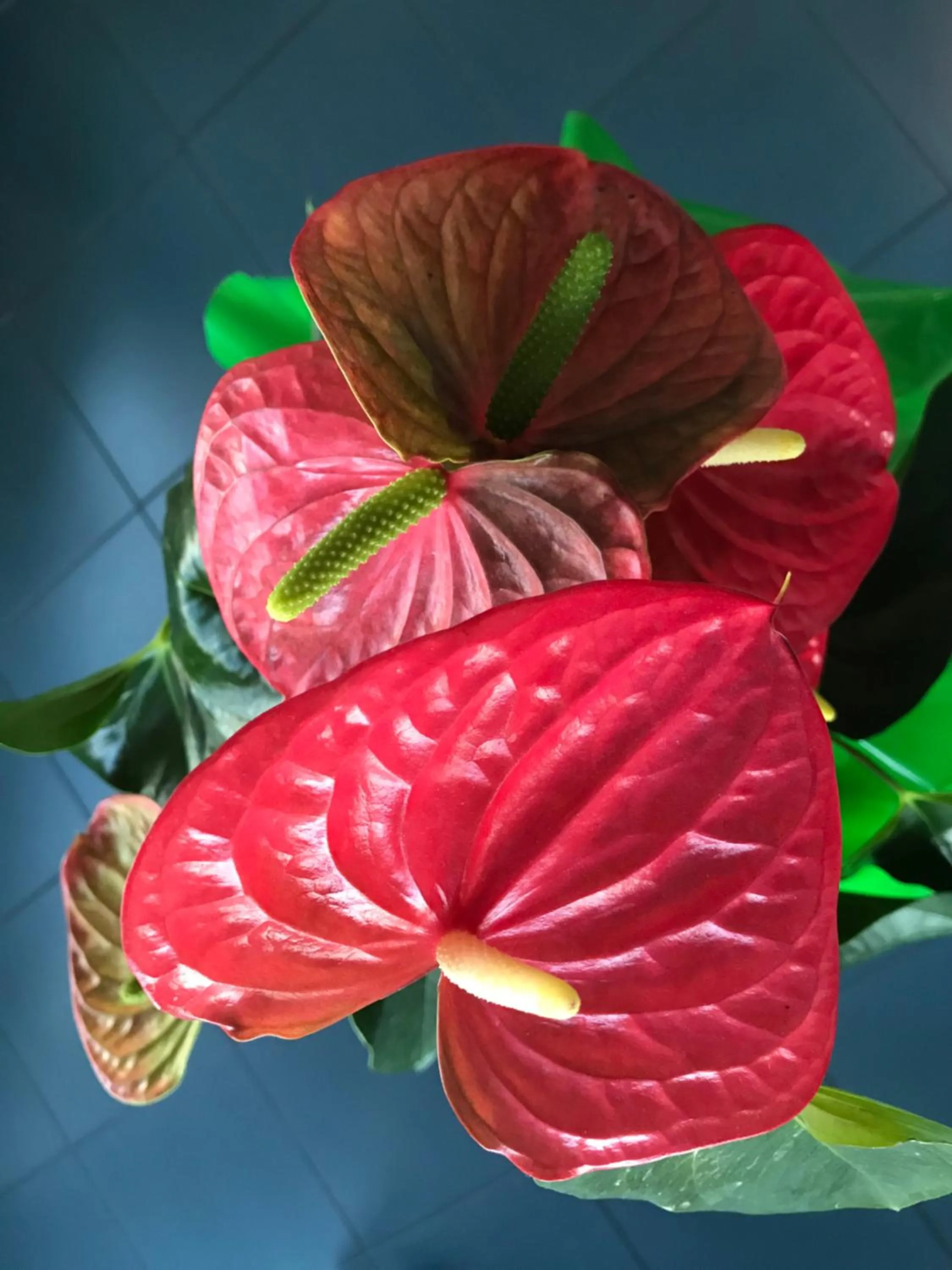 Decorative detail in Hotel Holiday